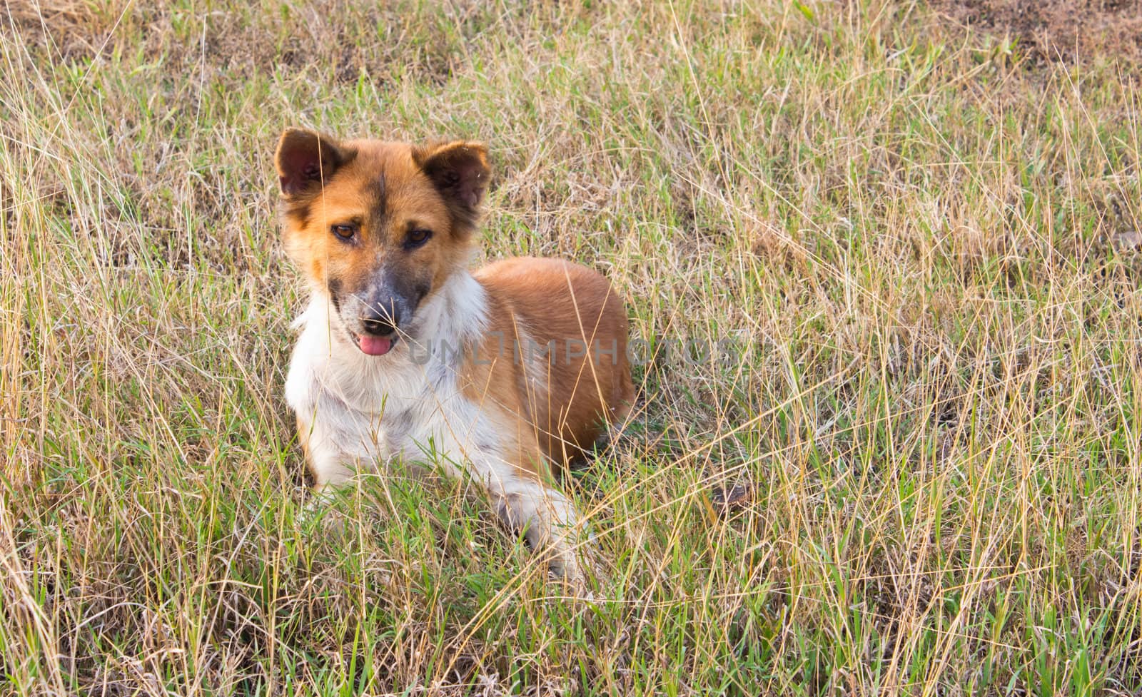 Thai Dog in The Sitting Post in The Grass Field