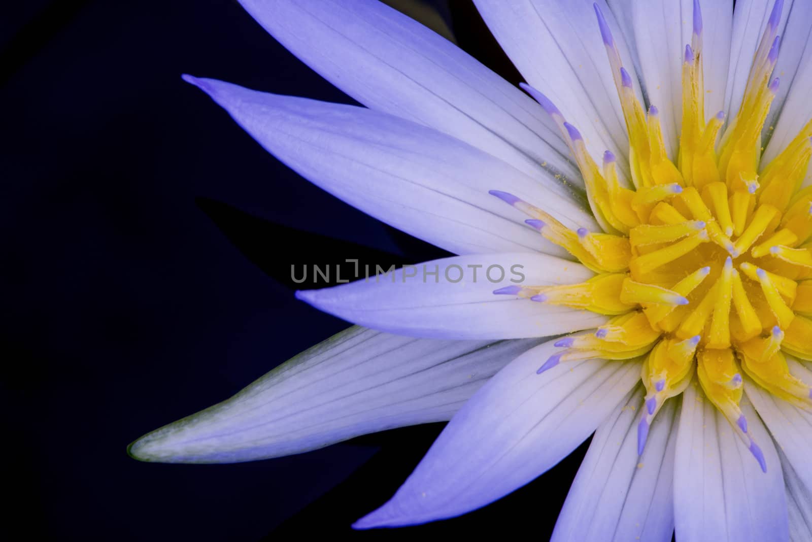 Beautiful Yellow and Purple Amazon Waterlily