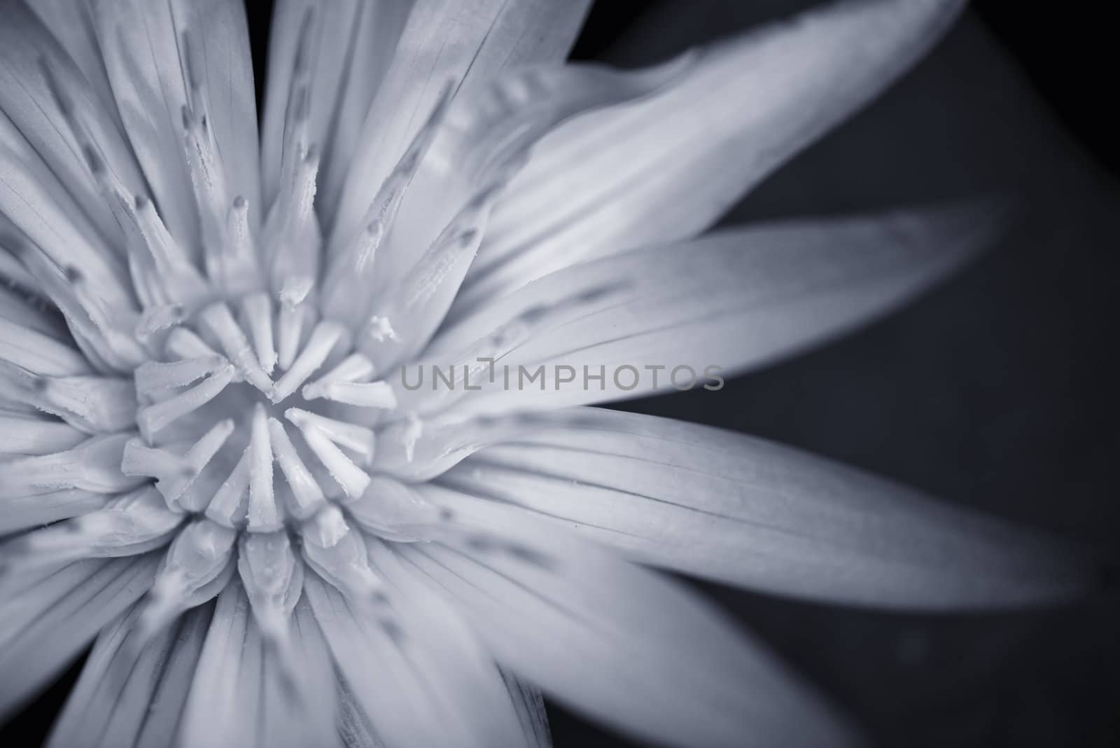 Black and white version of a beautiful Amazon Waterlily