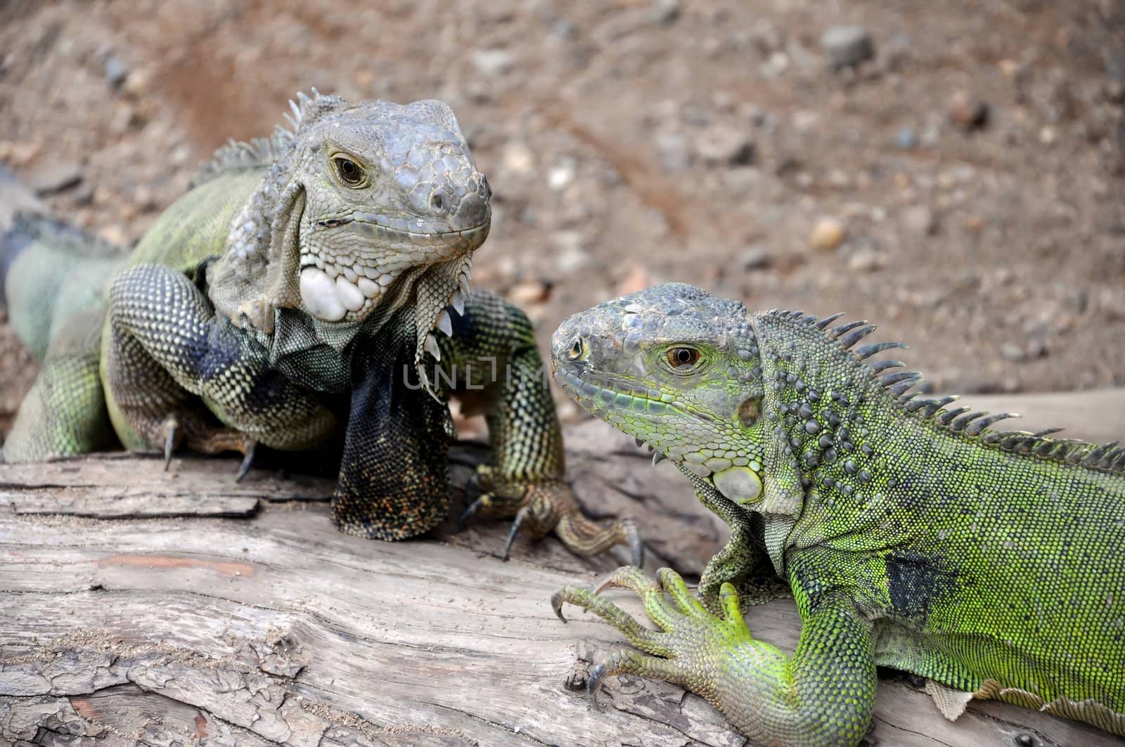 the iguana is a large docile species of lizard