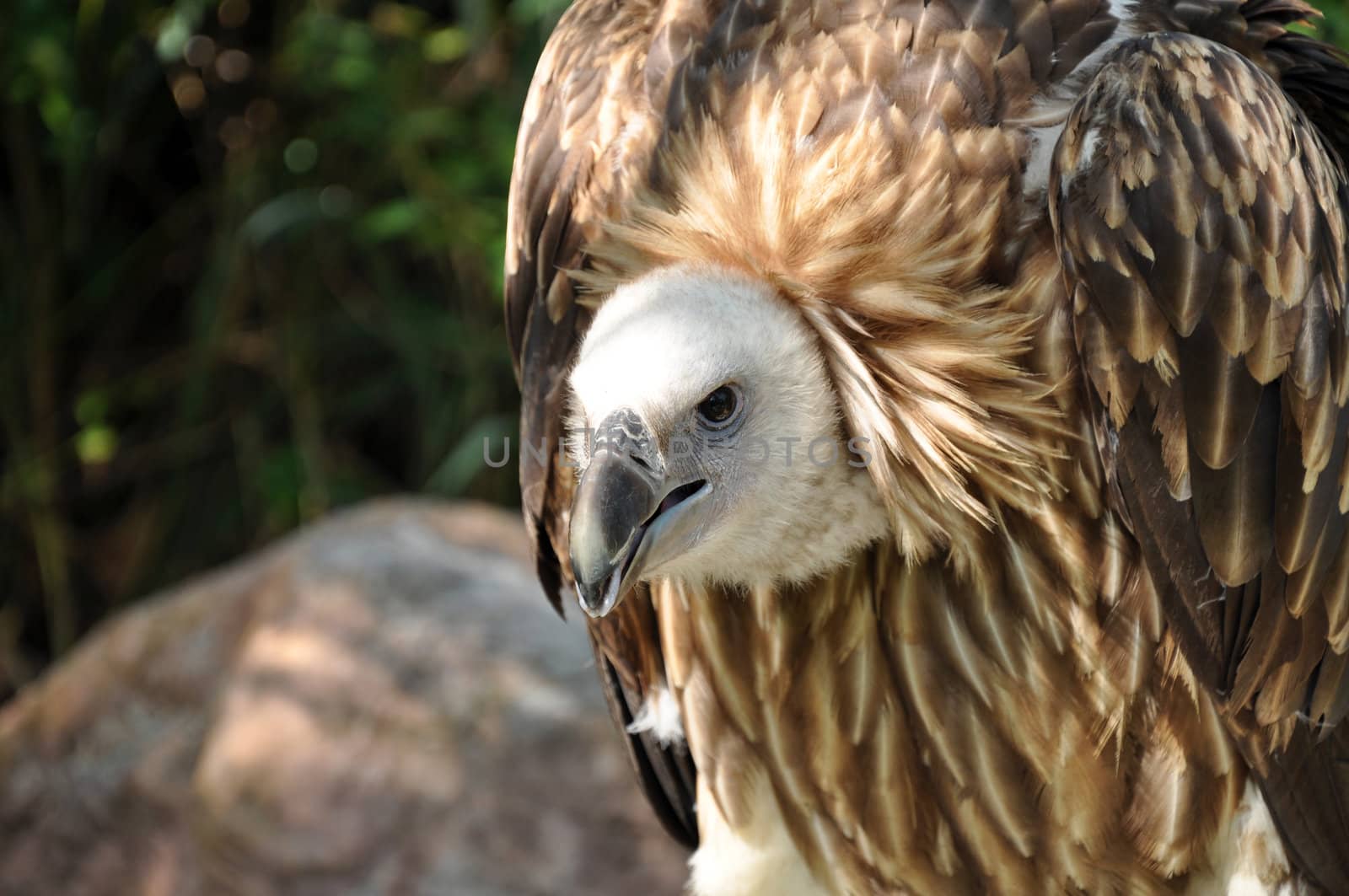 Griffon Vulture by MaZiKab