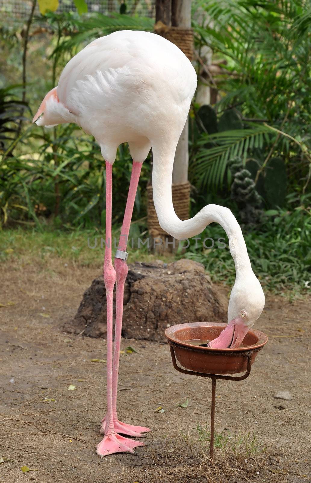 Flamingo often stand on one leg, the other tucked beneath the body.
