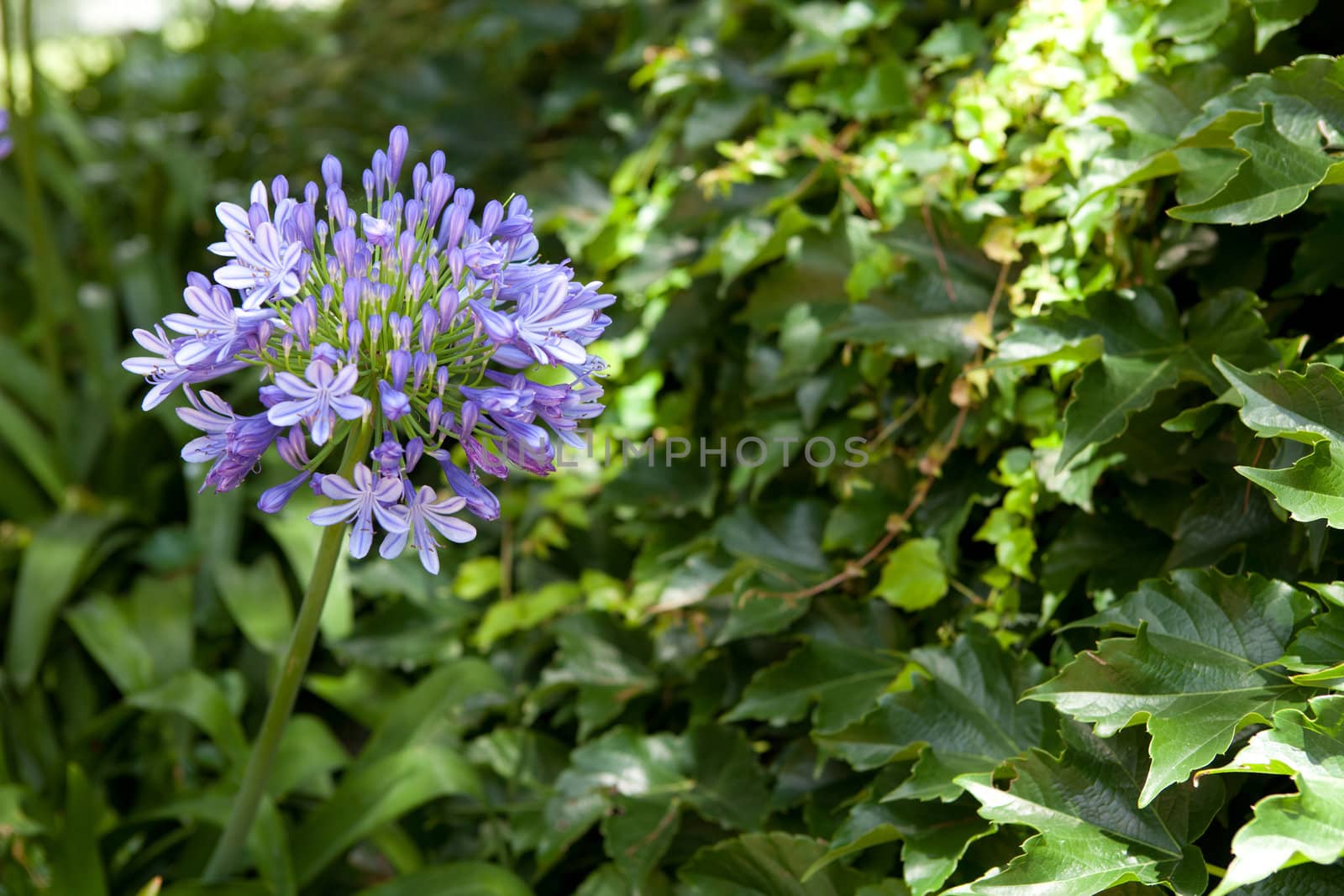 background of leaves with blue flowers