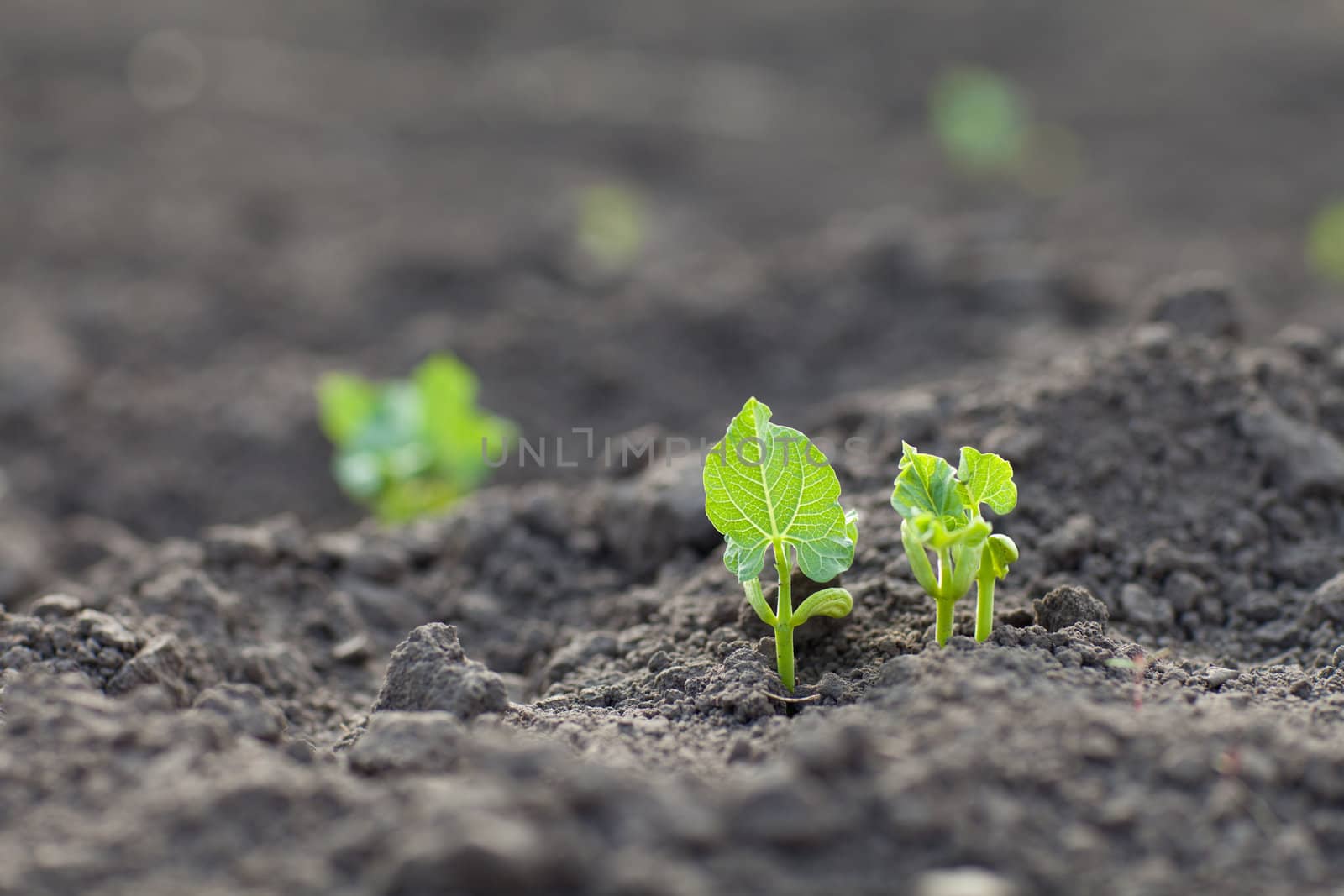 new green sprouts by vsurkov