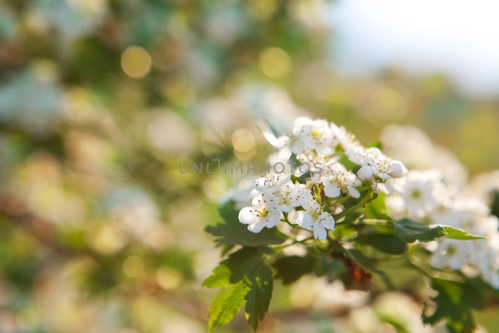 bright background of leaves with white flowers