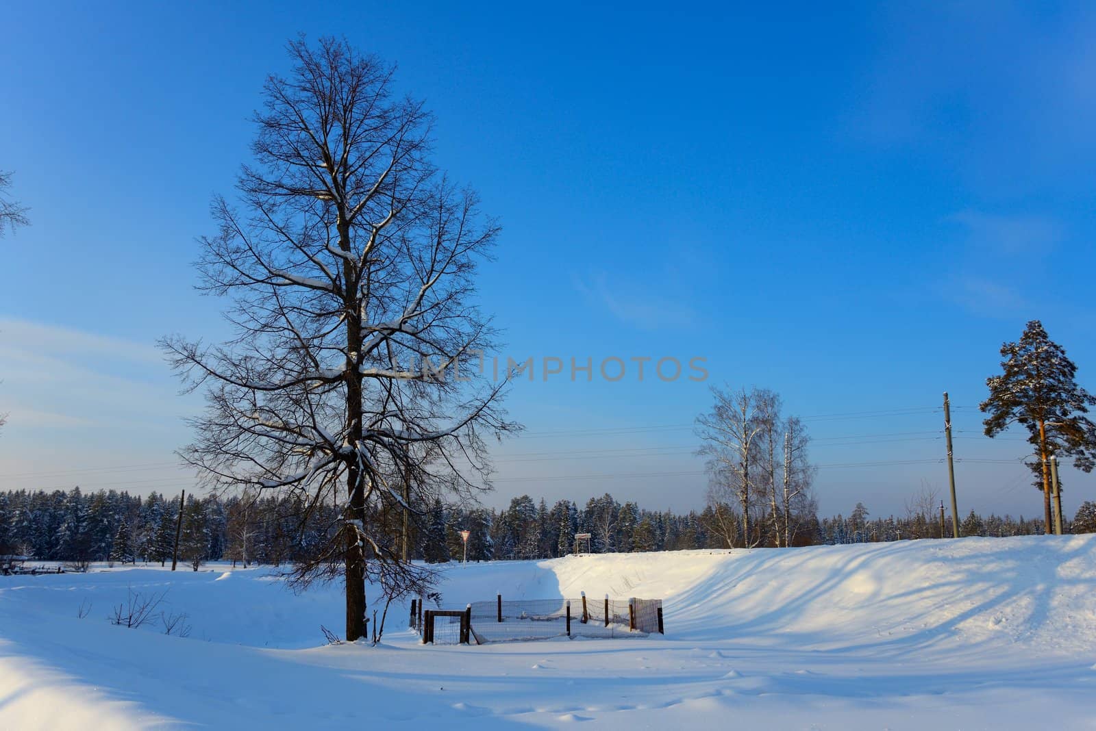 solitary tree between snow-covered roads in the blue sky