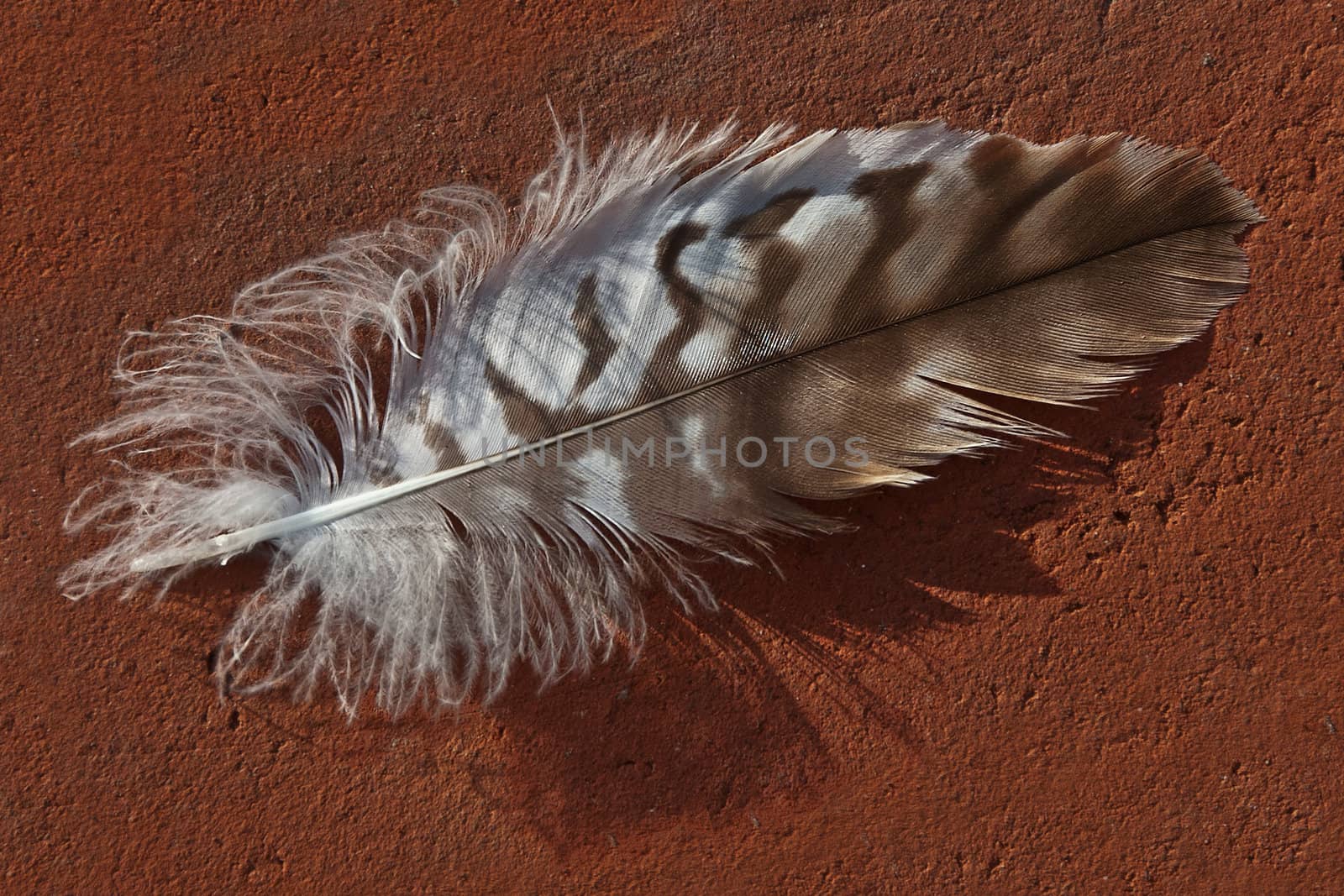 feather on red brick in the sun