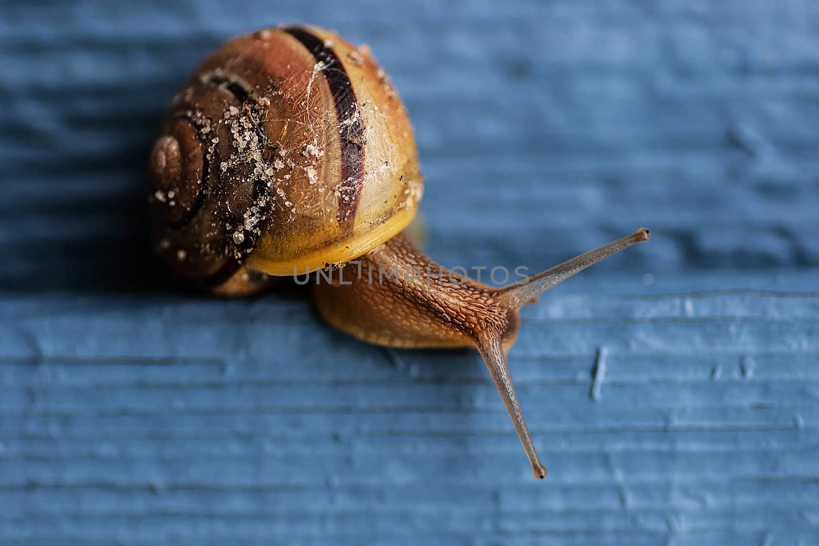 snail on blue wooden wall