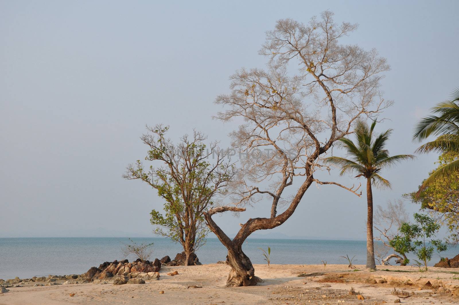 branch on the beach by MaZiKab