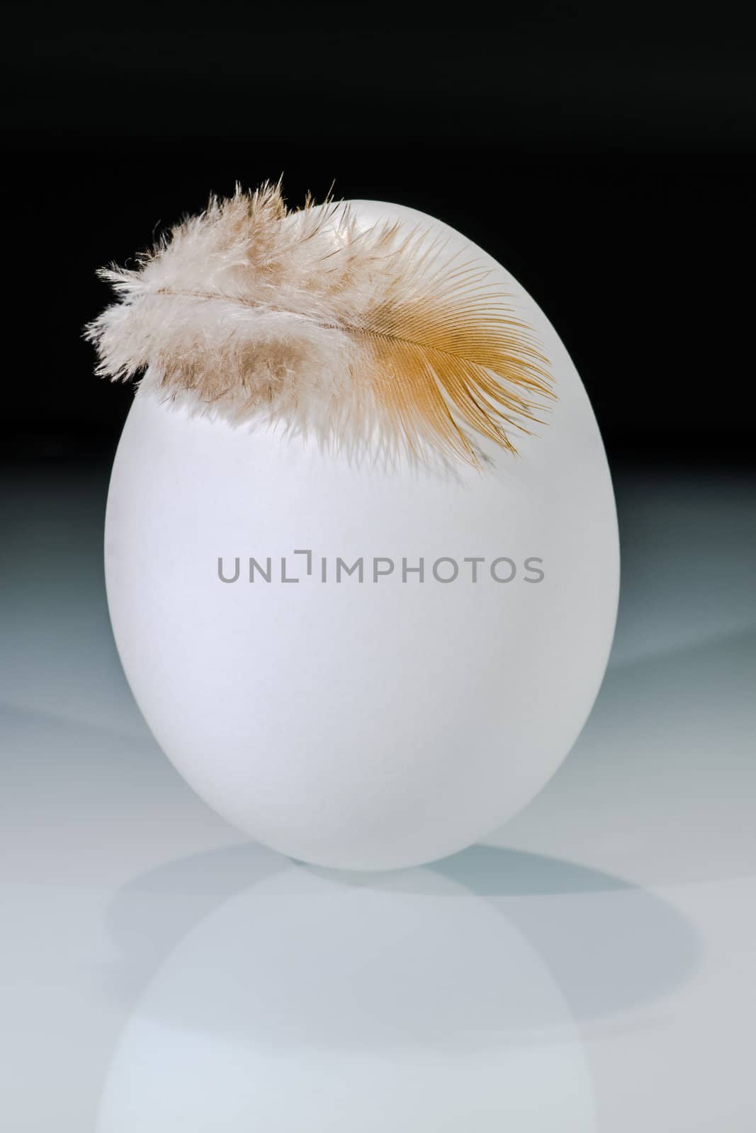 white egg with one feather