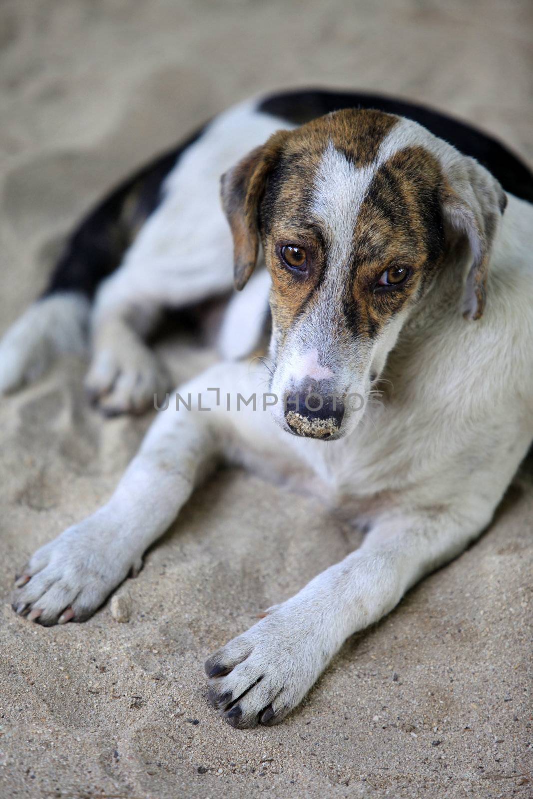 The homeless sad dog lays on sand