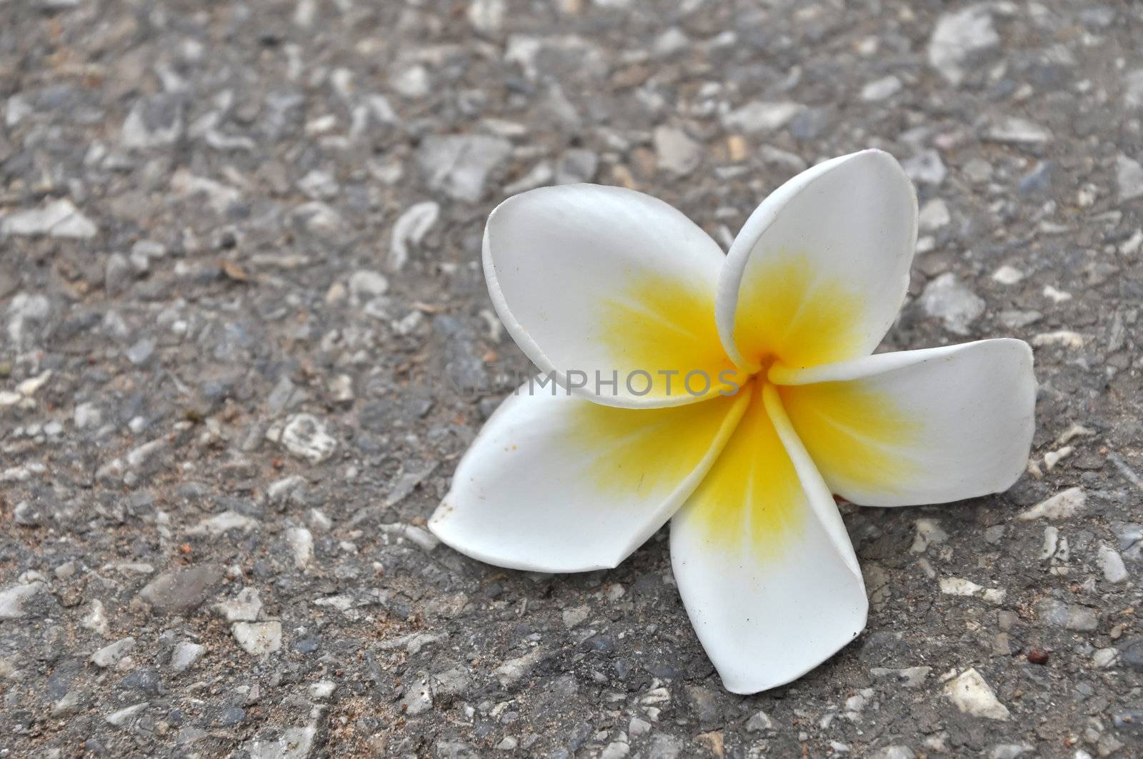 Plumeria (common name Frangipani) is a genus of flowering plants of the family which includes Dogbane: the Apocynaceae.
