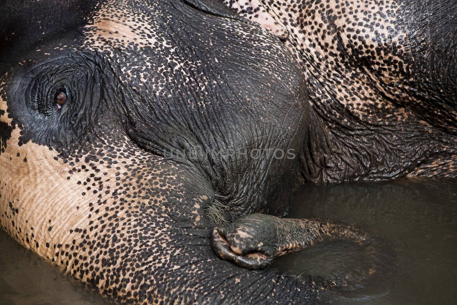 Asian Elephant head close up Thailand