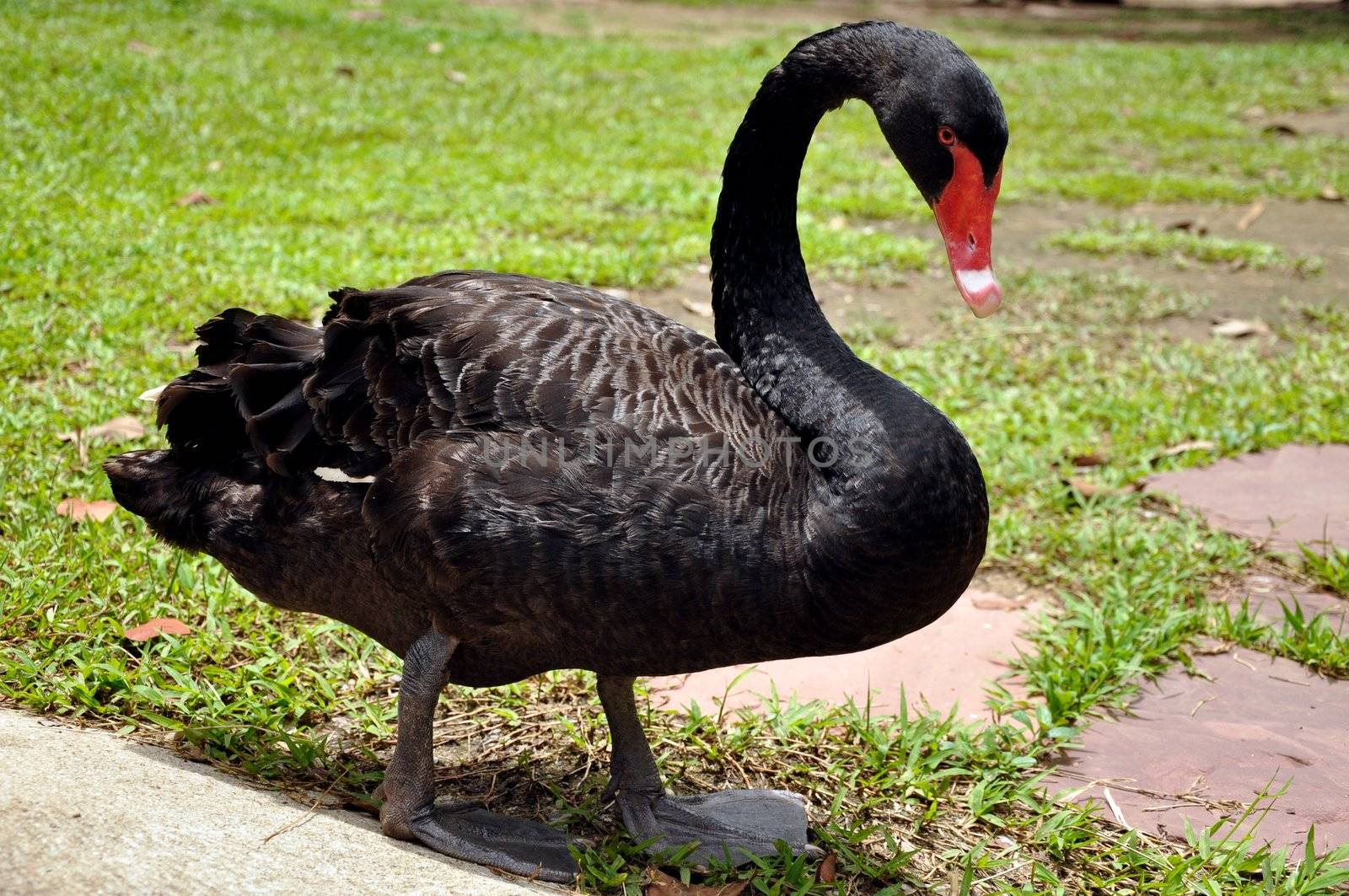 Black Swans are primarily black-feathered birds, with white flight feathers.