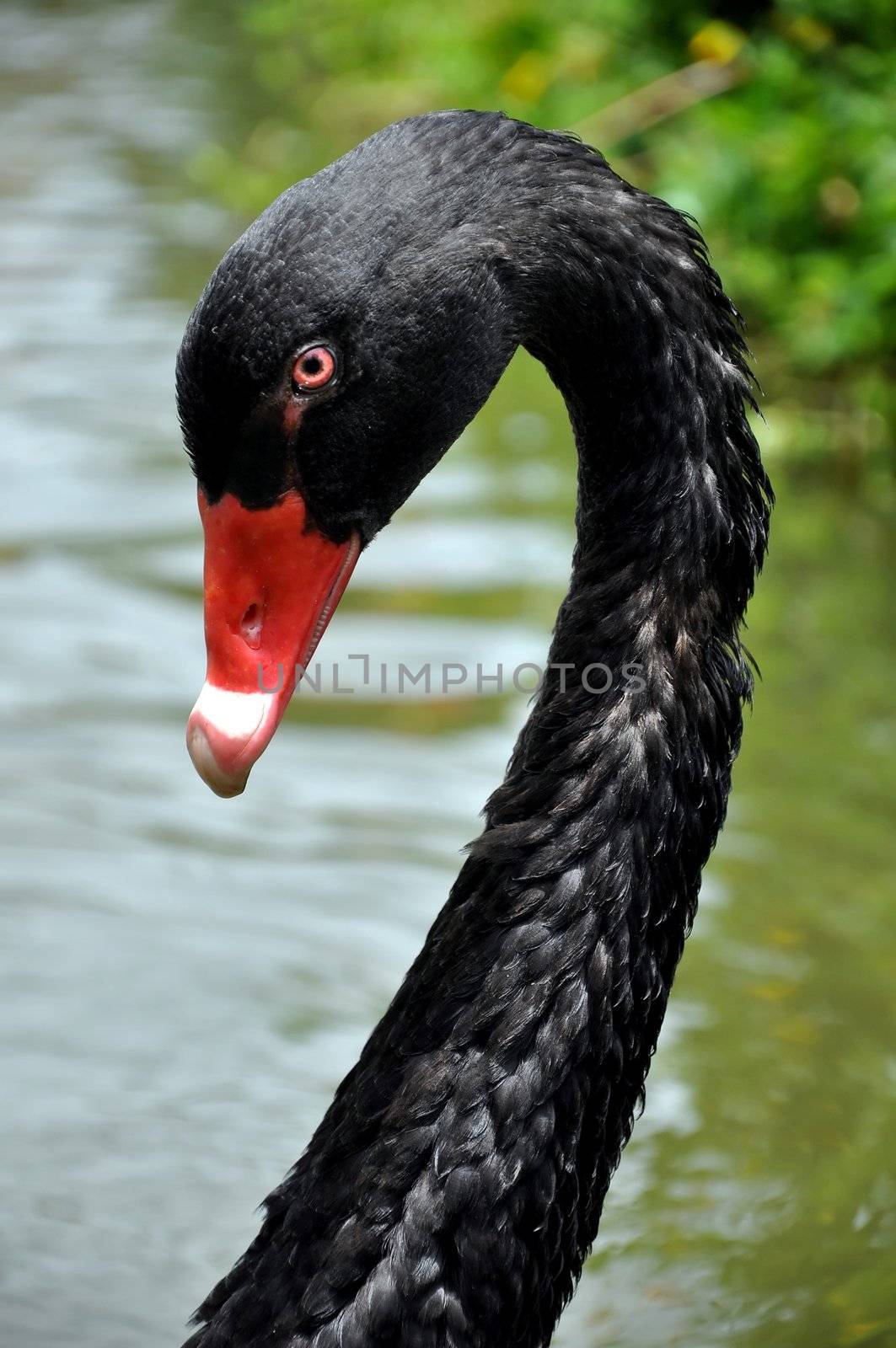 eyesight of black swan at the zoo