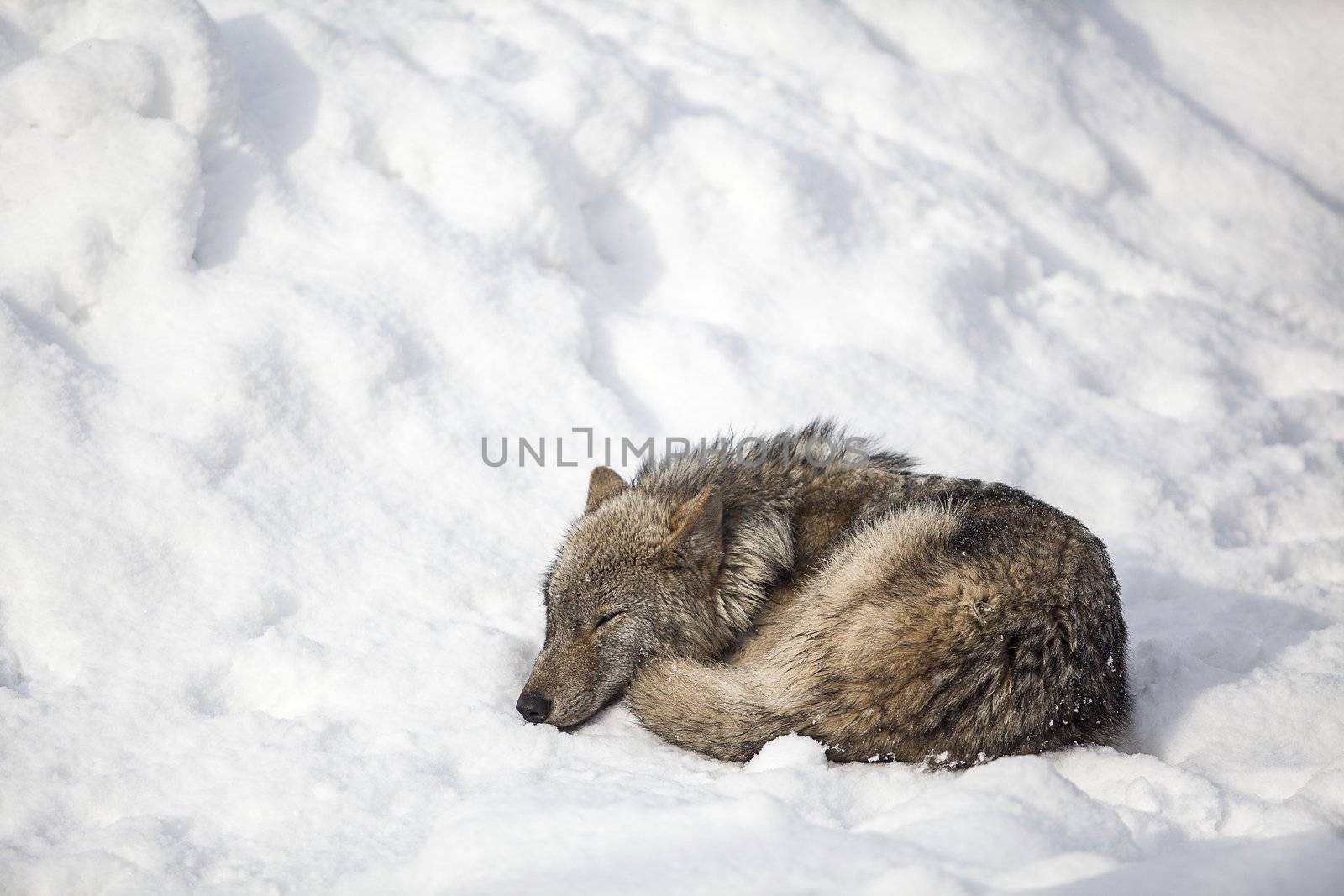 wolf sleep on snow ,Hokkaido Japan