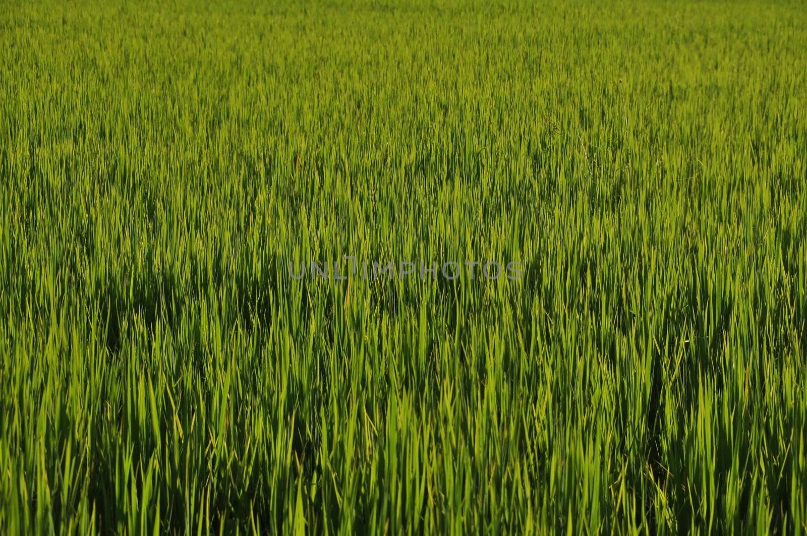 rice field growing for harvest time.