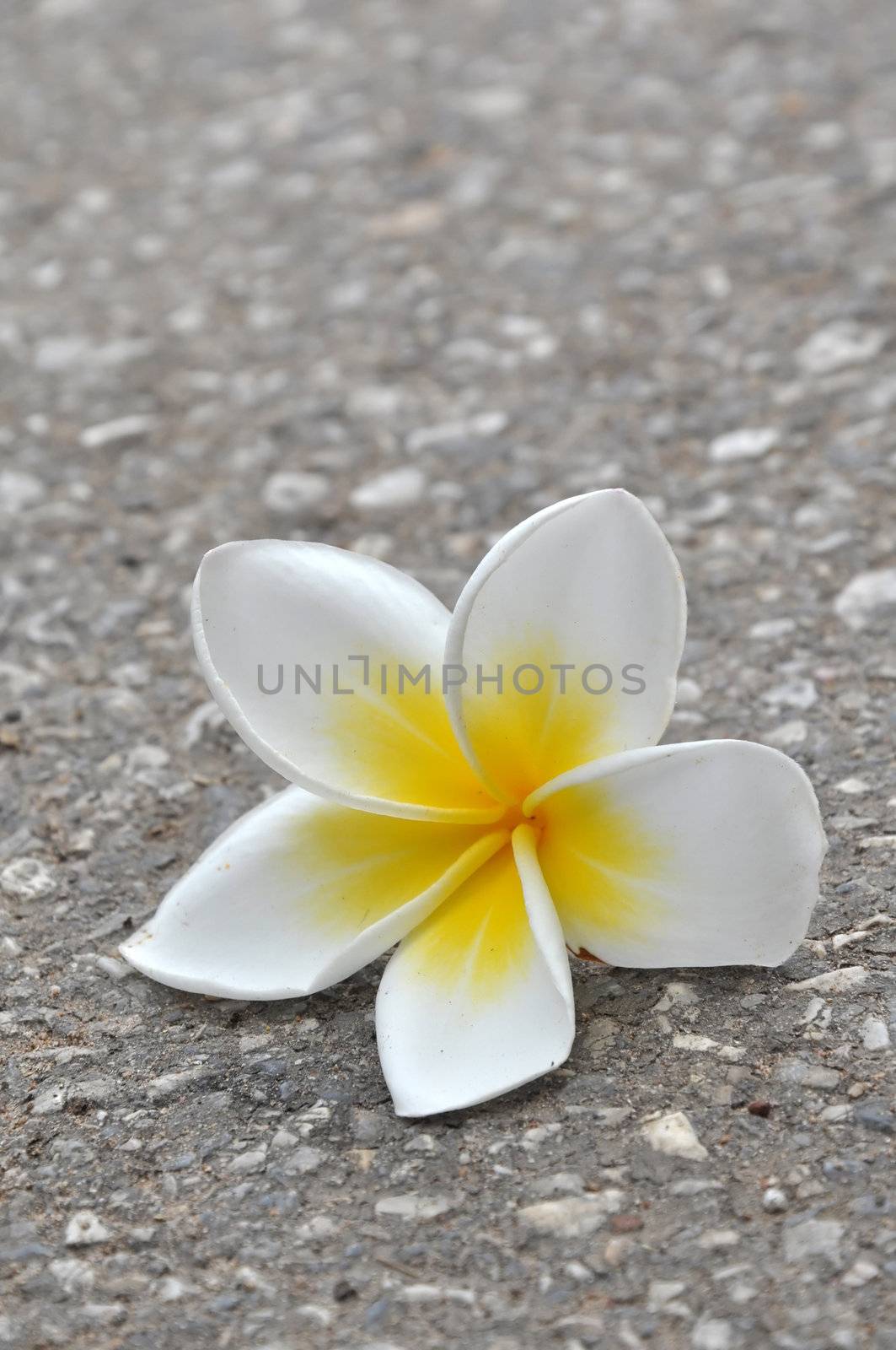 Plumeria (common name Frangipani) is a genus of flowering plants of the family which includes Dogbane: the Apocynaceae.
