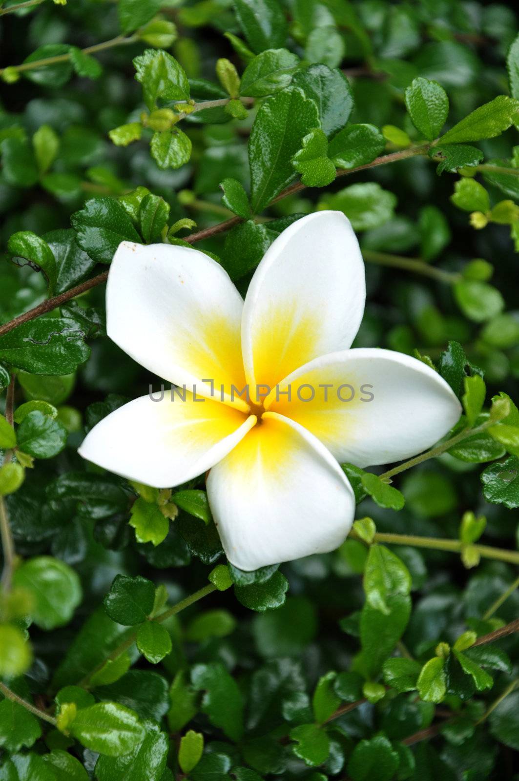 Plumeria (common name Frangipani) is a genus of flowering plants of the family which includes Dogbane: the Apocynaceae.
