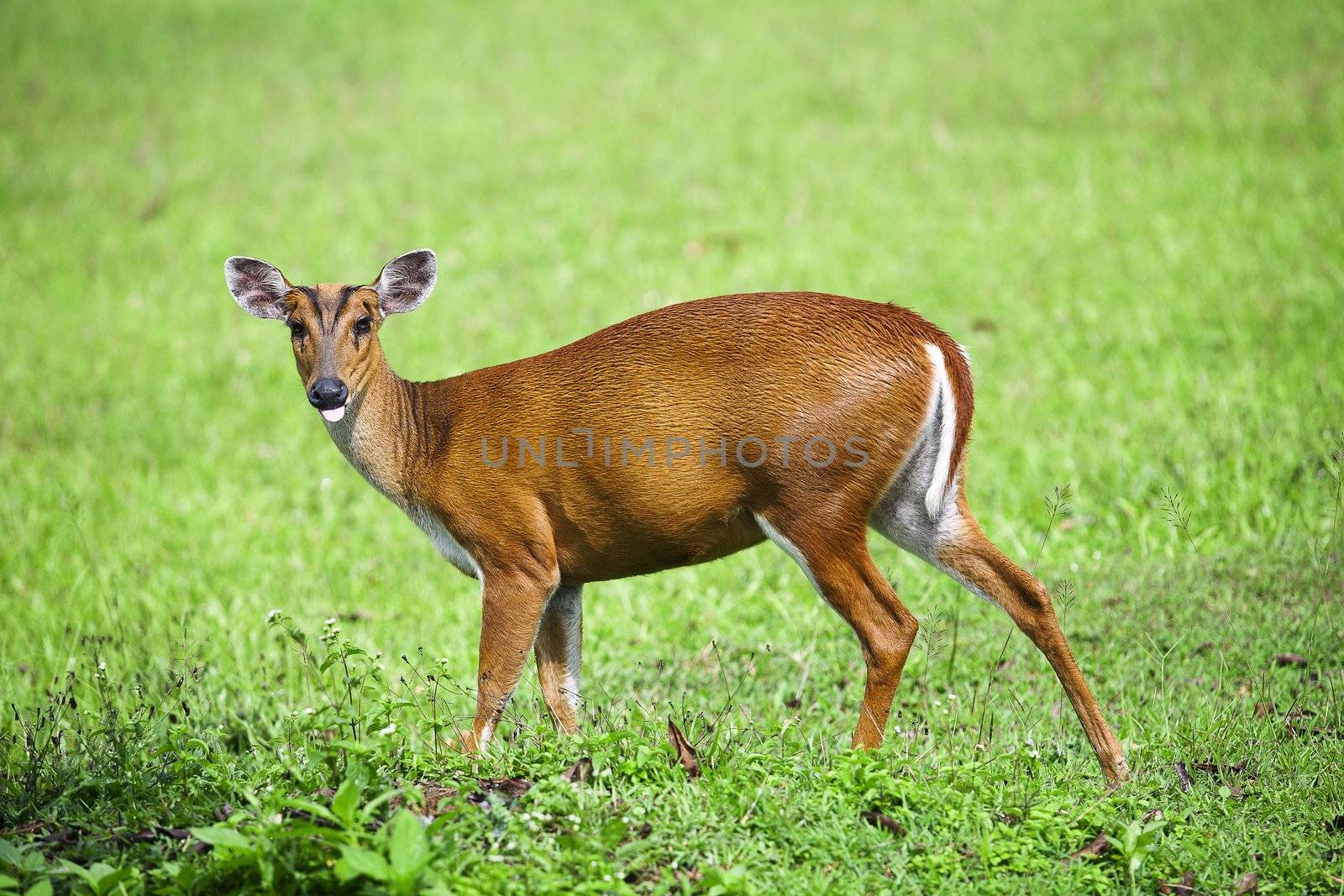 Barking deer in a field of grass khao-yai by jukurae