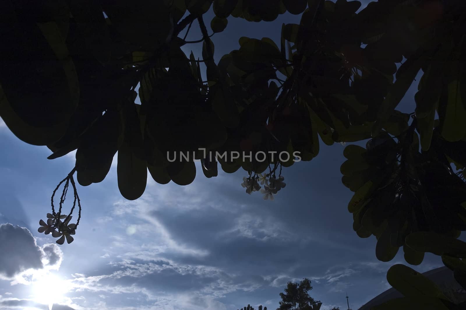 leaves in deep forest against sunset