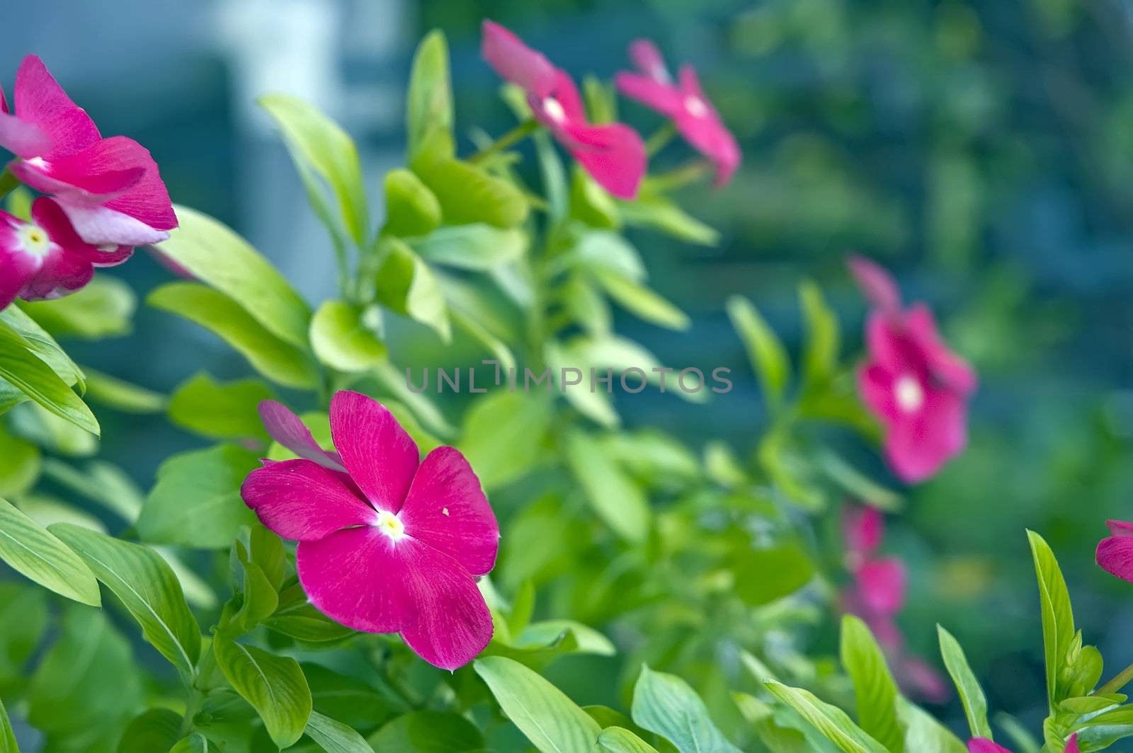 Flowers in the garden