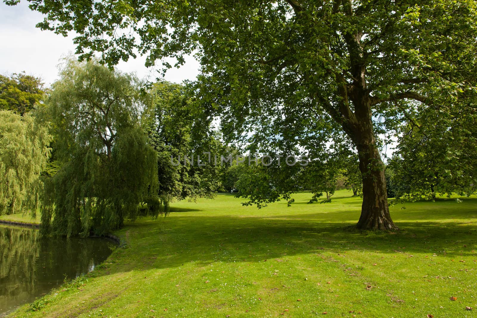 Beautiful green garden park with grass lawn and trees by a lake              