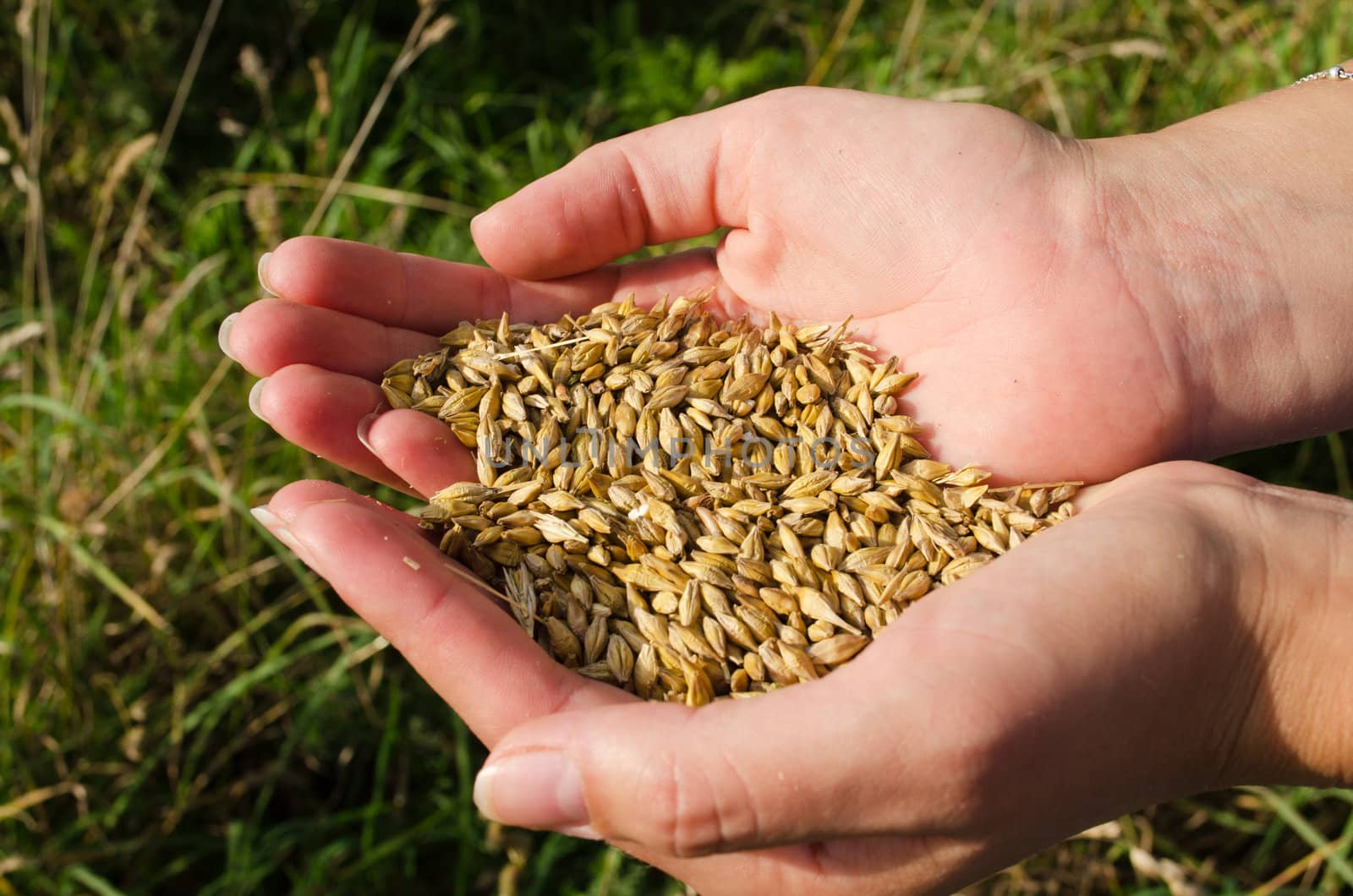 woman hands handful hold freshly harvested ripe wheat cereal grain in autumn.