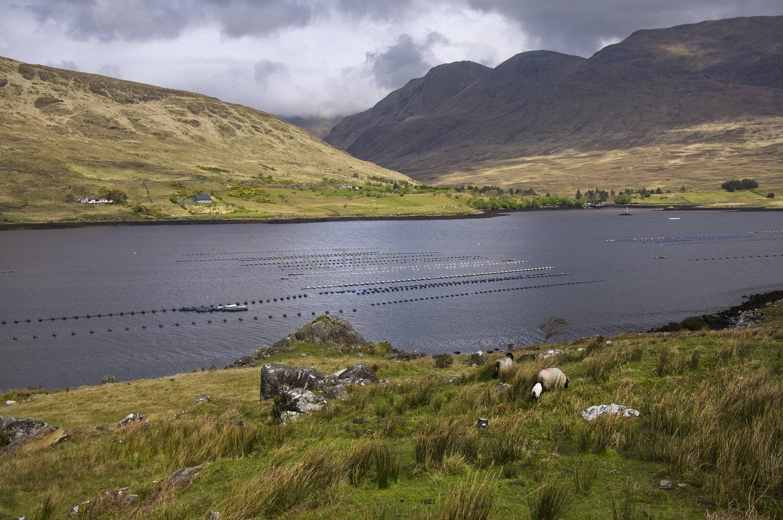 Ireland landscape by sognolucido