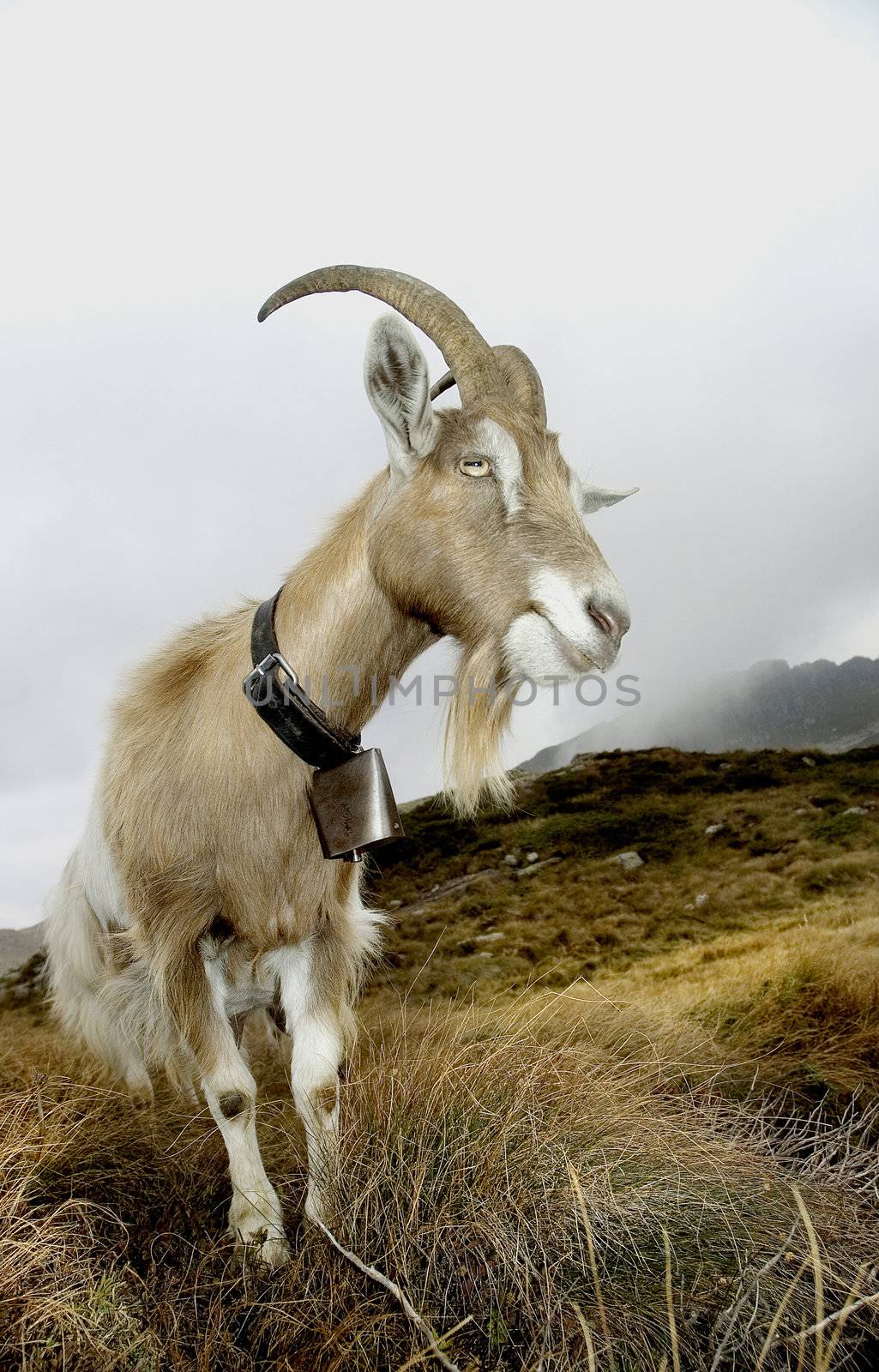 a goat in mountain in pose