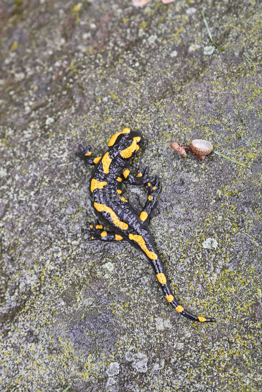 Salamander on a stone from above