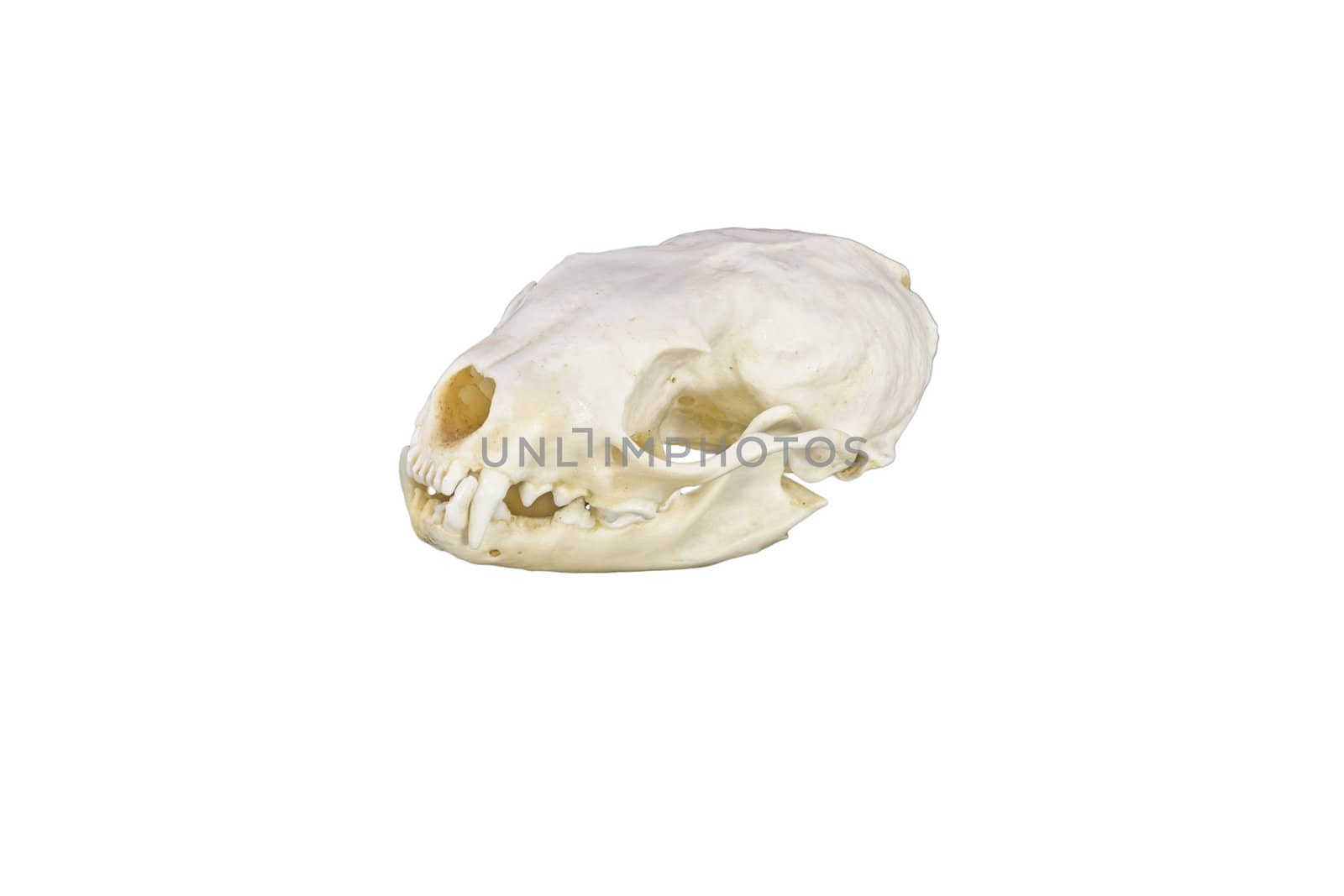 A marten skull in side view isolated on white background 