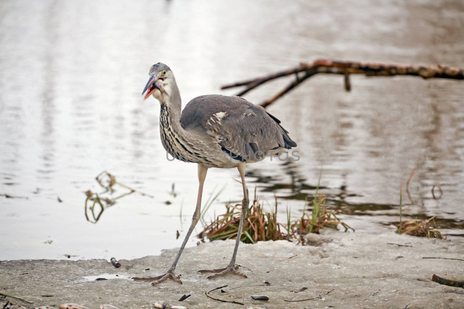 Closeup of a heron on the shore