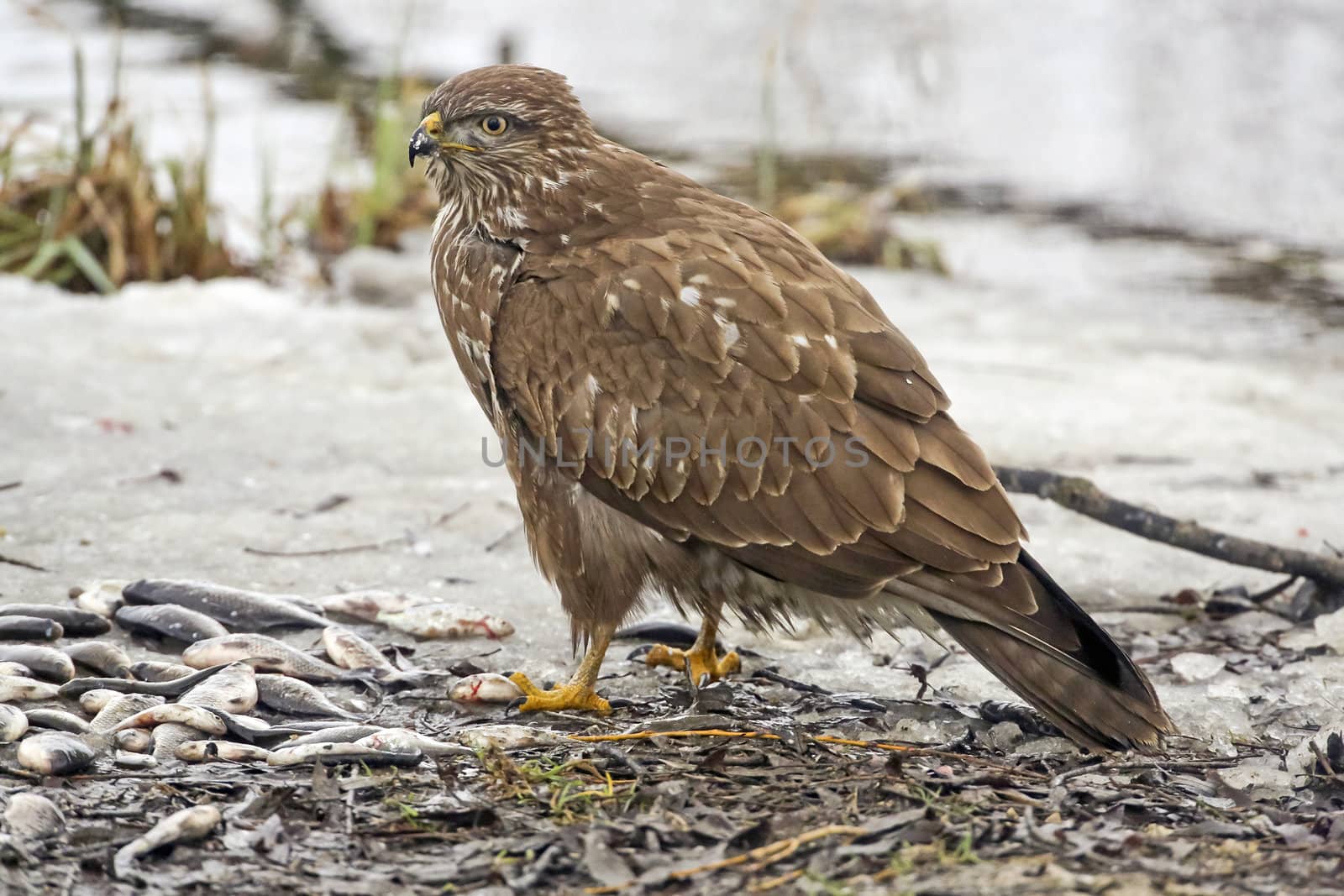 Western marsh harrier by renegadewanderer