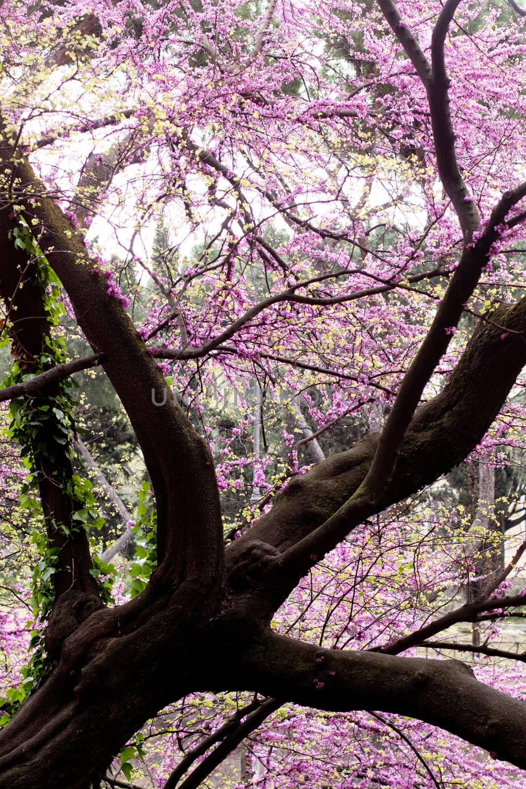 An old tree with a lot of pink flowers

