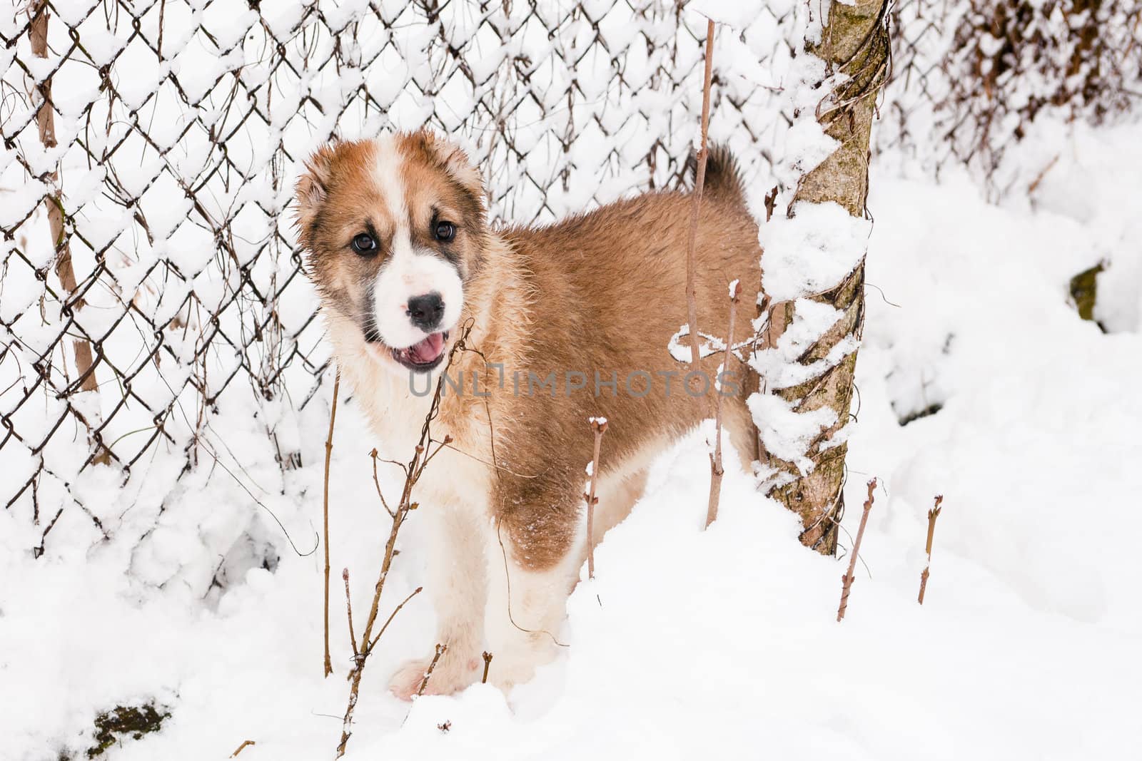A white and brown  central asian puppy standing in snow
