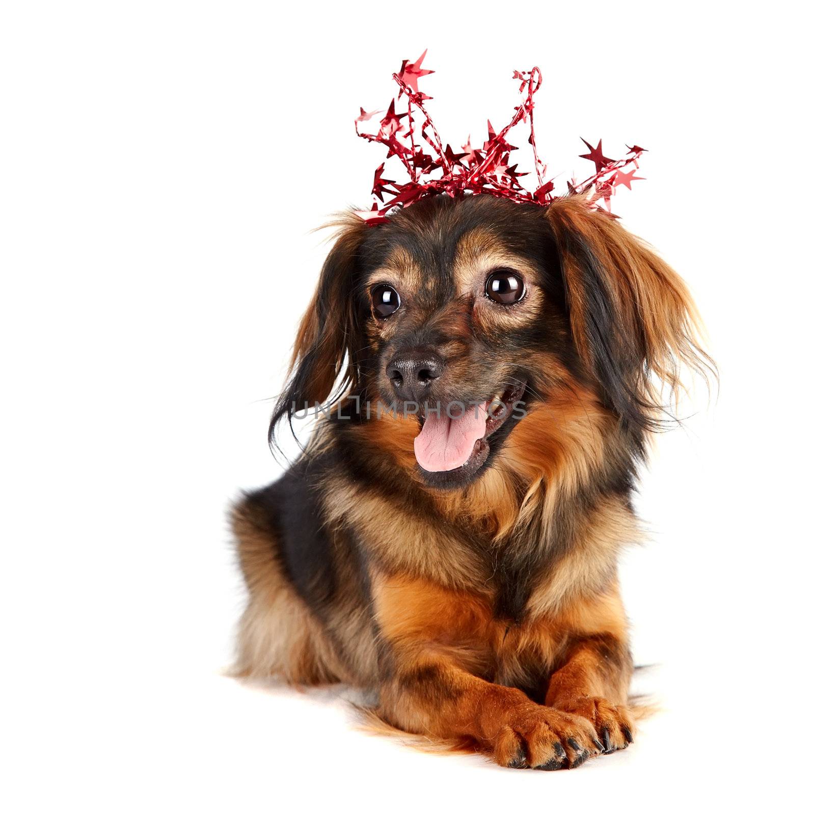 Decorative dog in a crown with stars by Azaliya