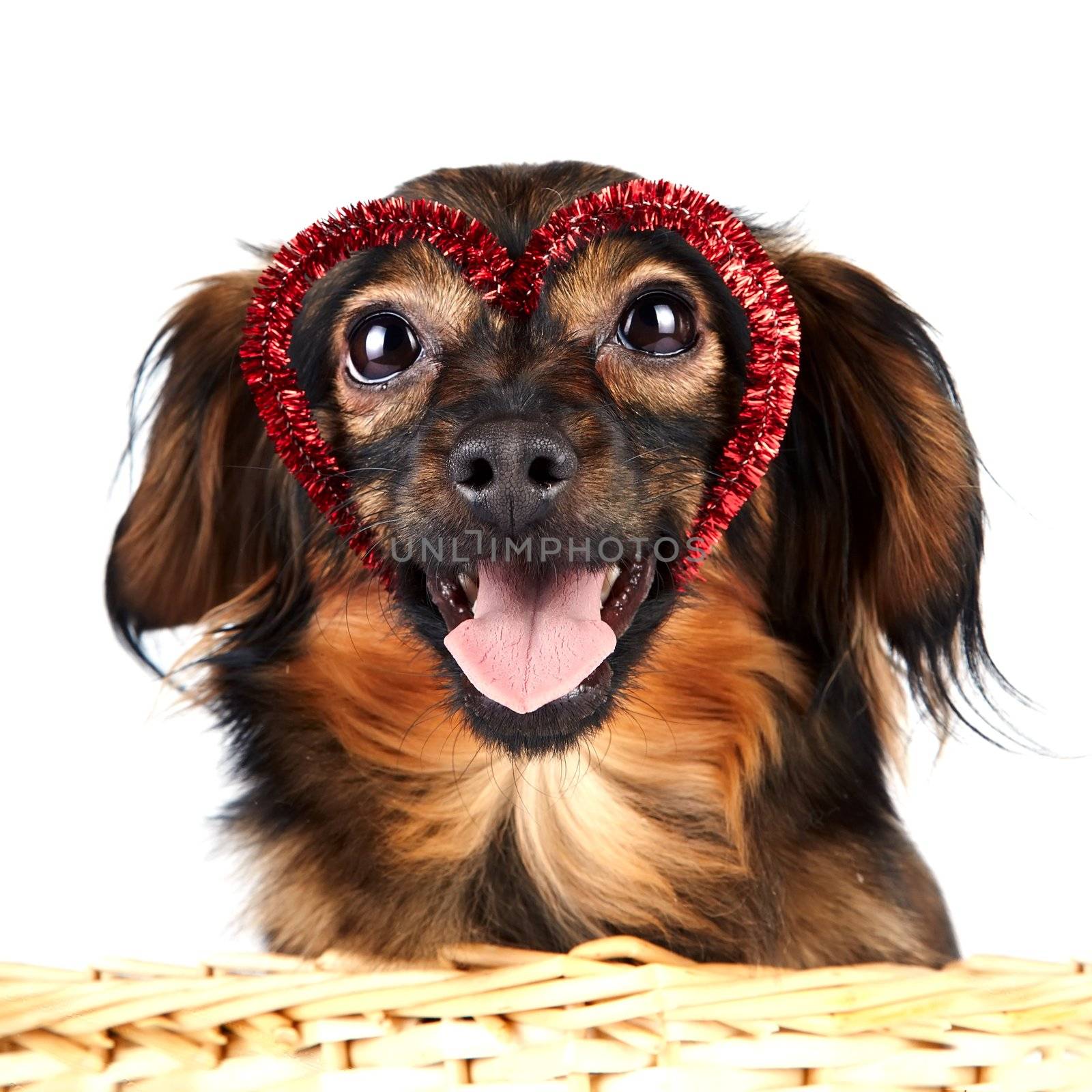 Portrait of a decorative dog with heart by Azaliya