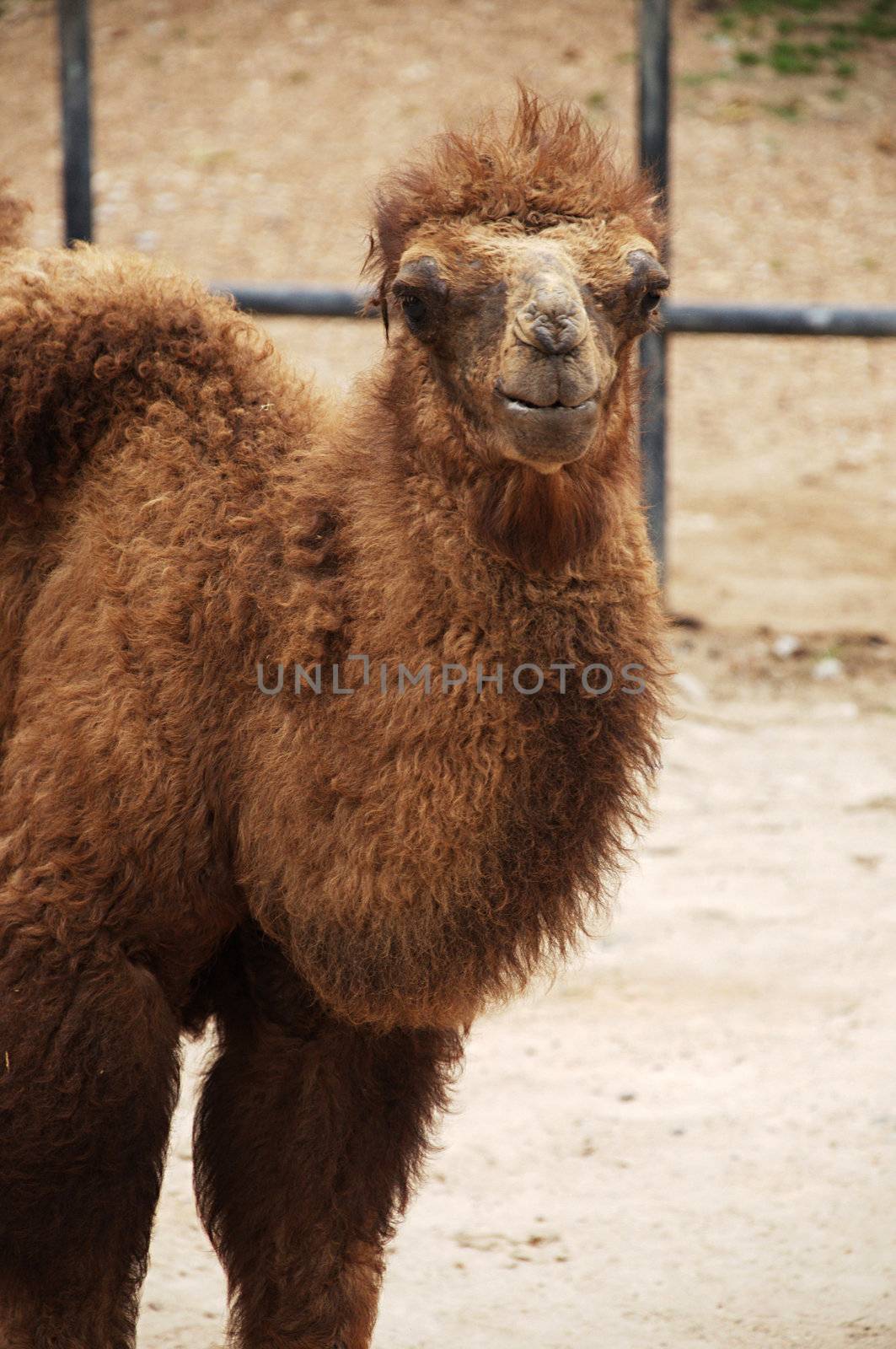 baby Bactrian camel by MaZiKab