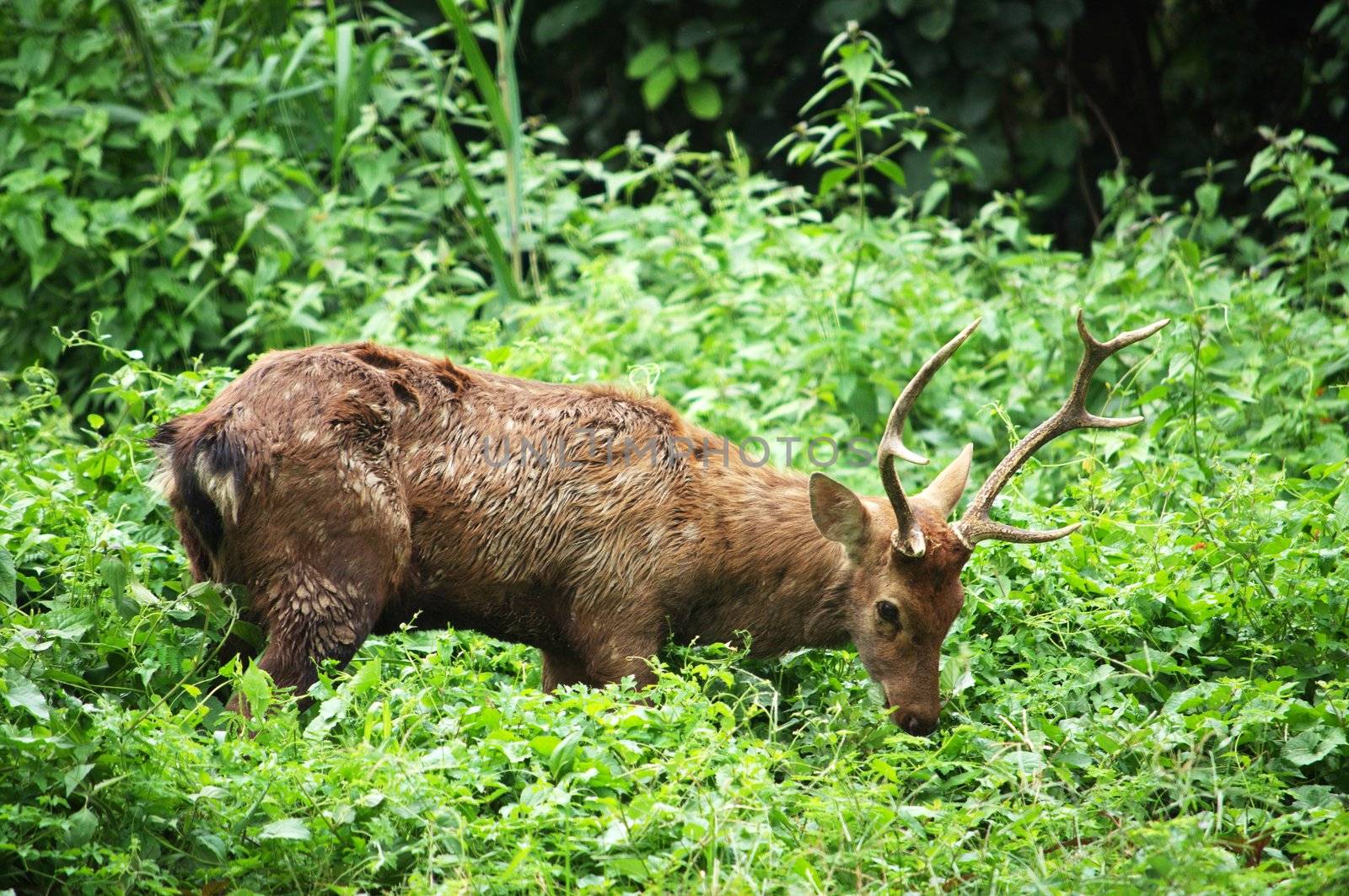 Sika Deer  by MaZiKab