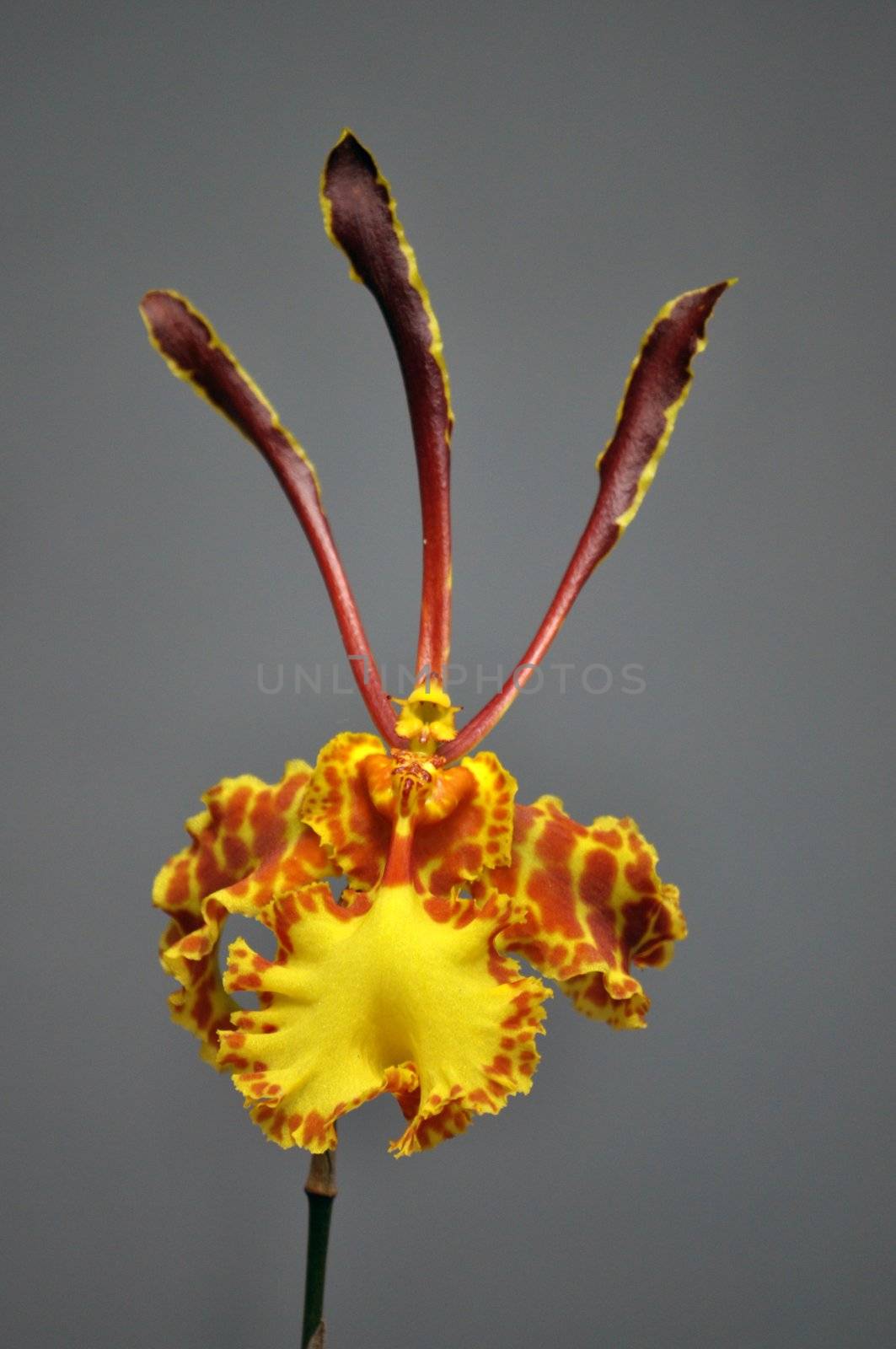 Oncidium orchid by MaZiKab
