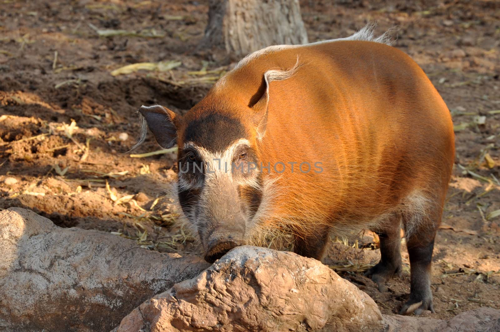 The Red River Hog lives in rainforests and wet dense savannas, in forested valleys, and near rivers, lakes and marshes.