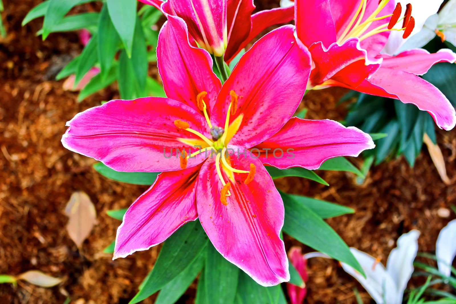 Beautiful pink lily close up by sutipp11