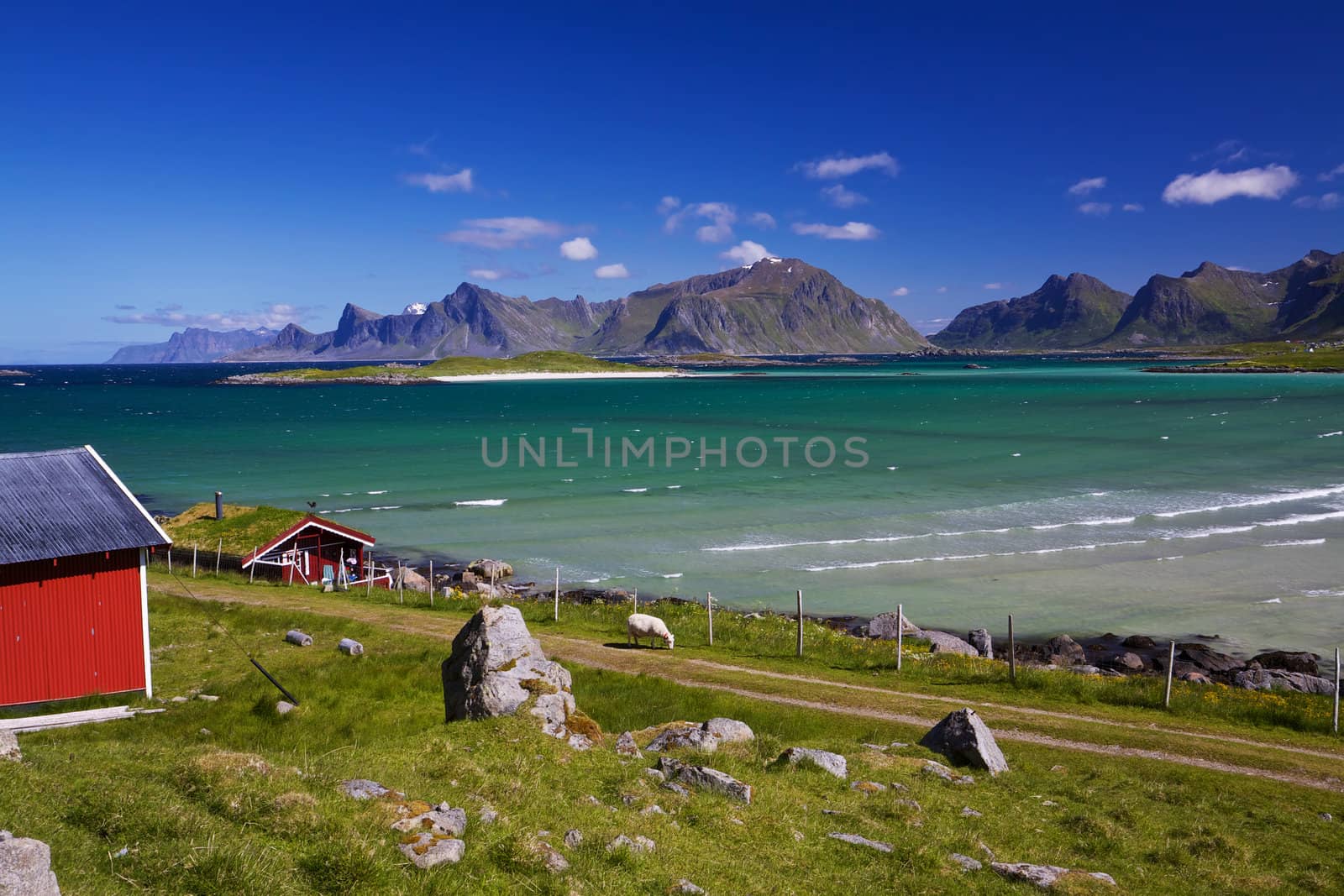 Scenic sheep farm on Lofoten islands in Norway