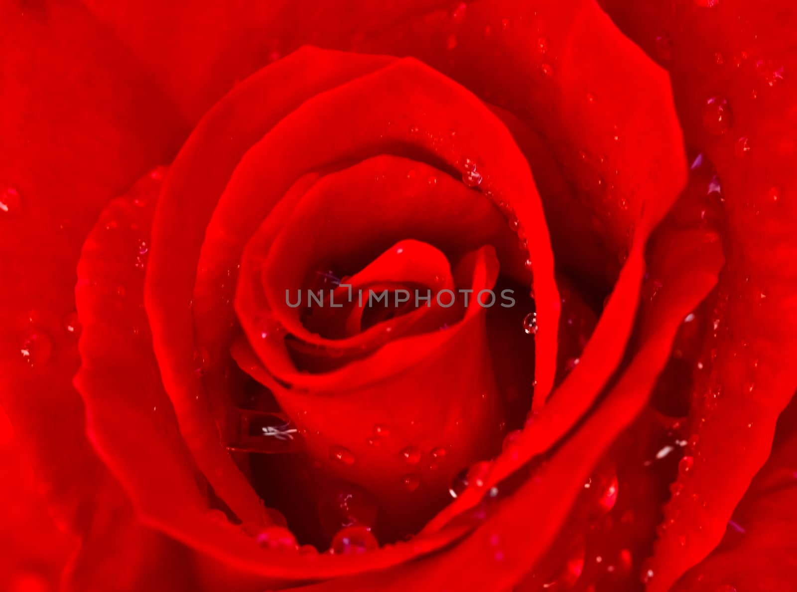 Macro image of dark red rose with water droplets