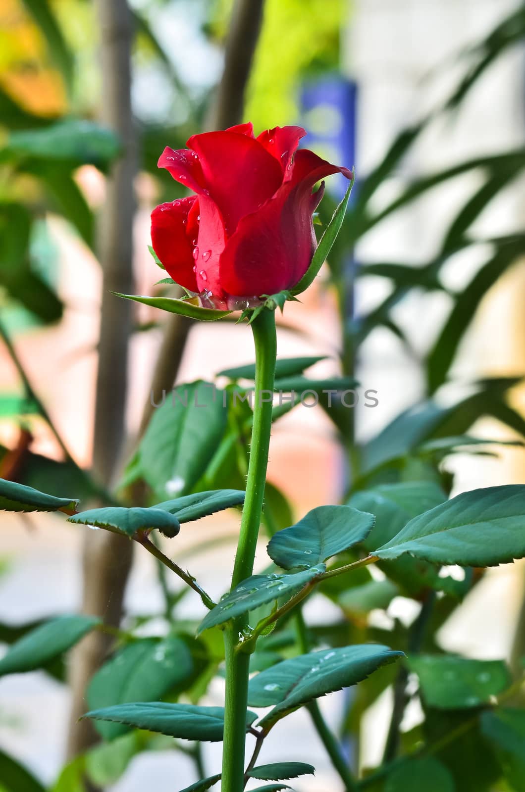 red rose' bud with  water droplets