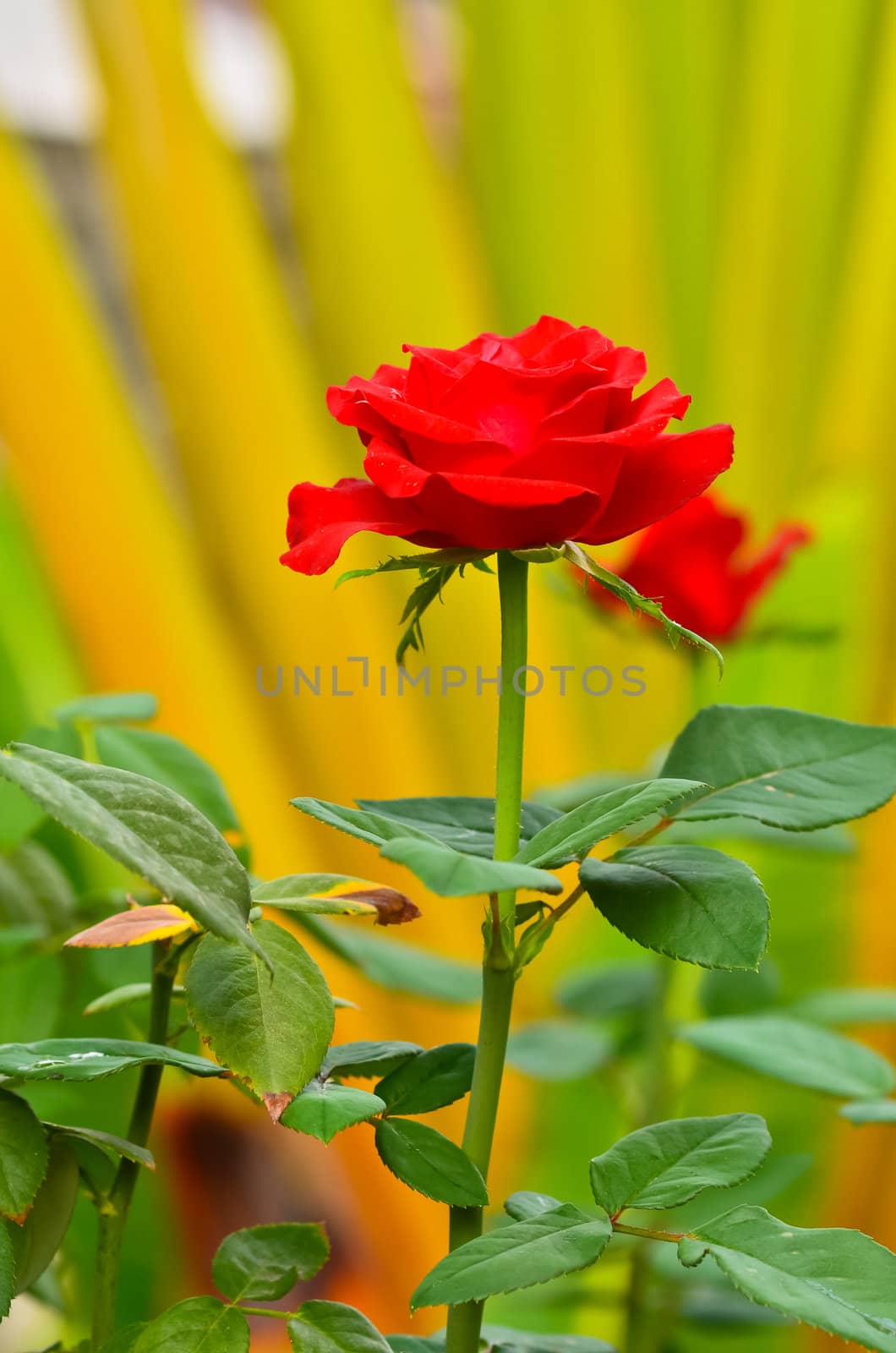 Red Rose on the Branch