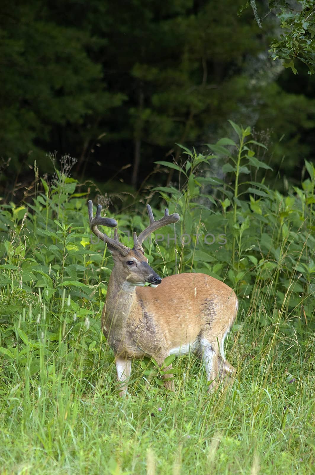 A White Tailed Deer Buck standing in a field at the edge of a forest in the Great Smoky Mountains