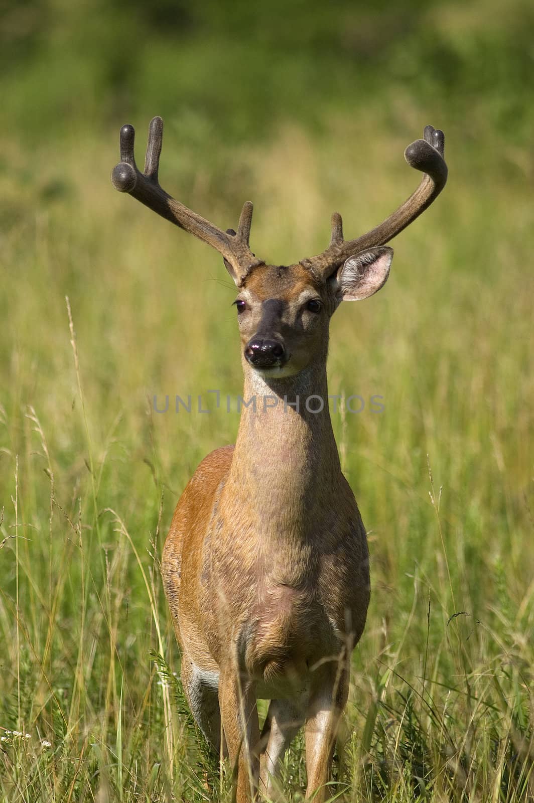 Portrait of a White Tailed Deer in a field at the edge of a forest
