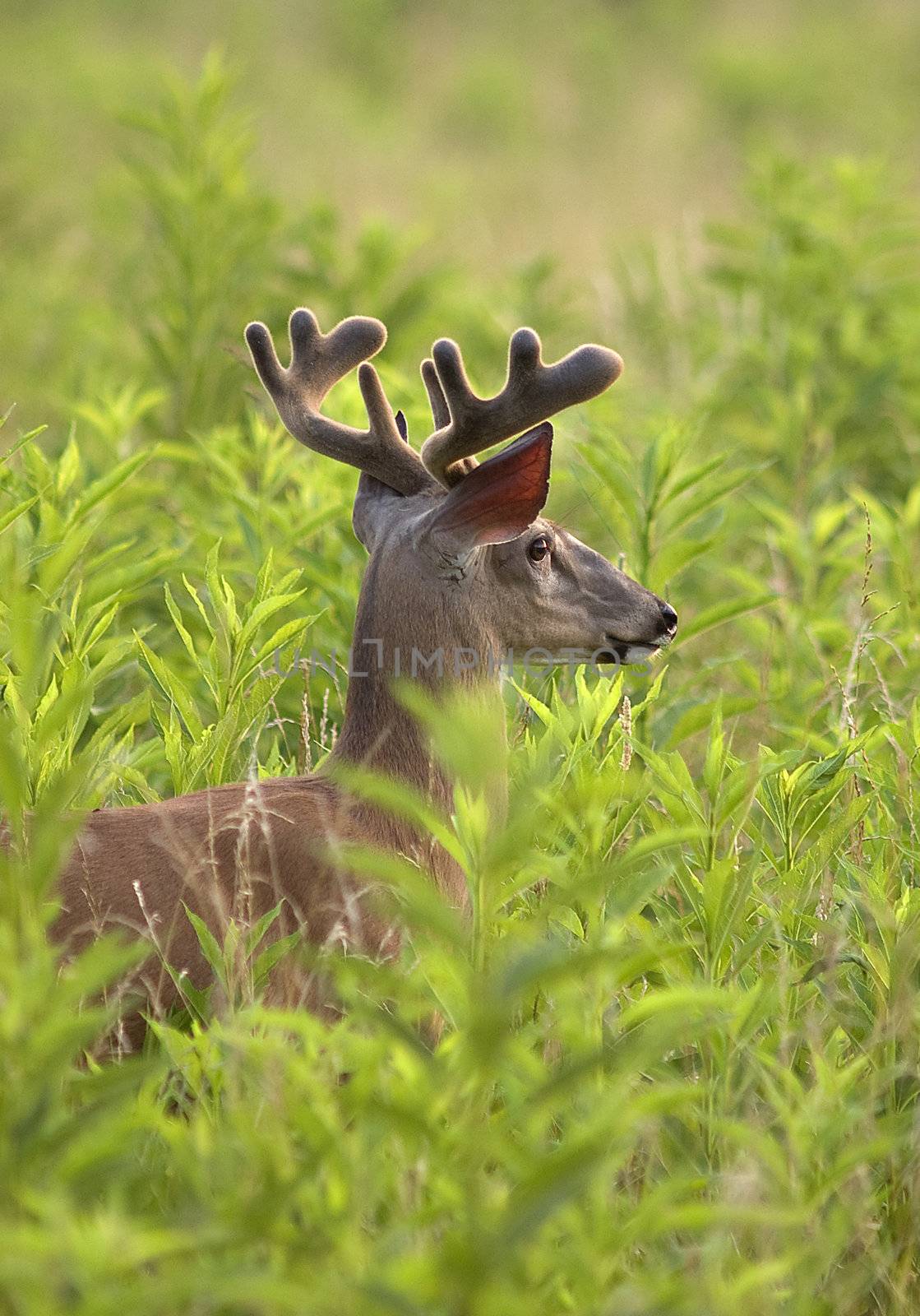 A young White Tailed Deer buck with velvet antlers standing in a field